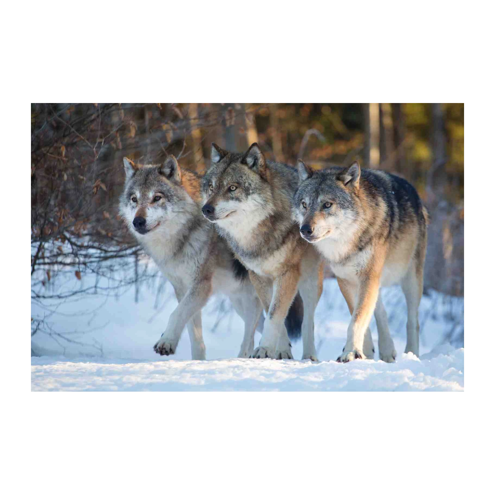 Majestic Wolf Trio Winter Scene Wall Art