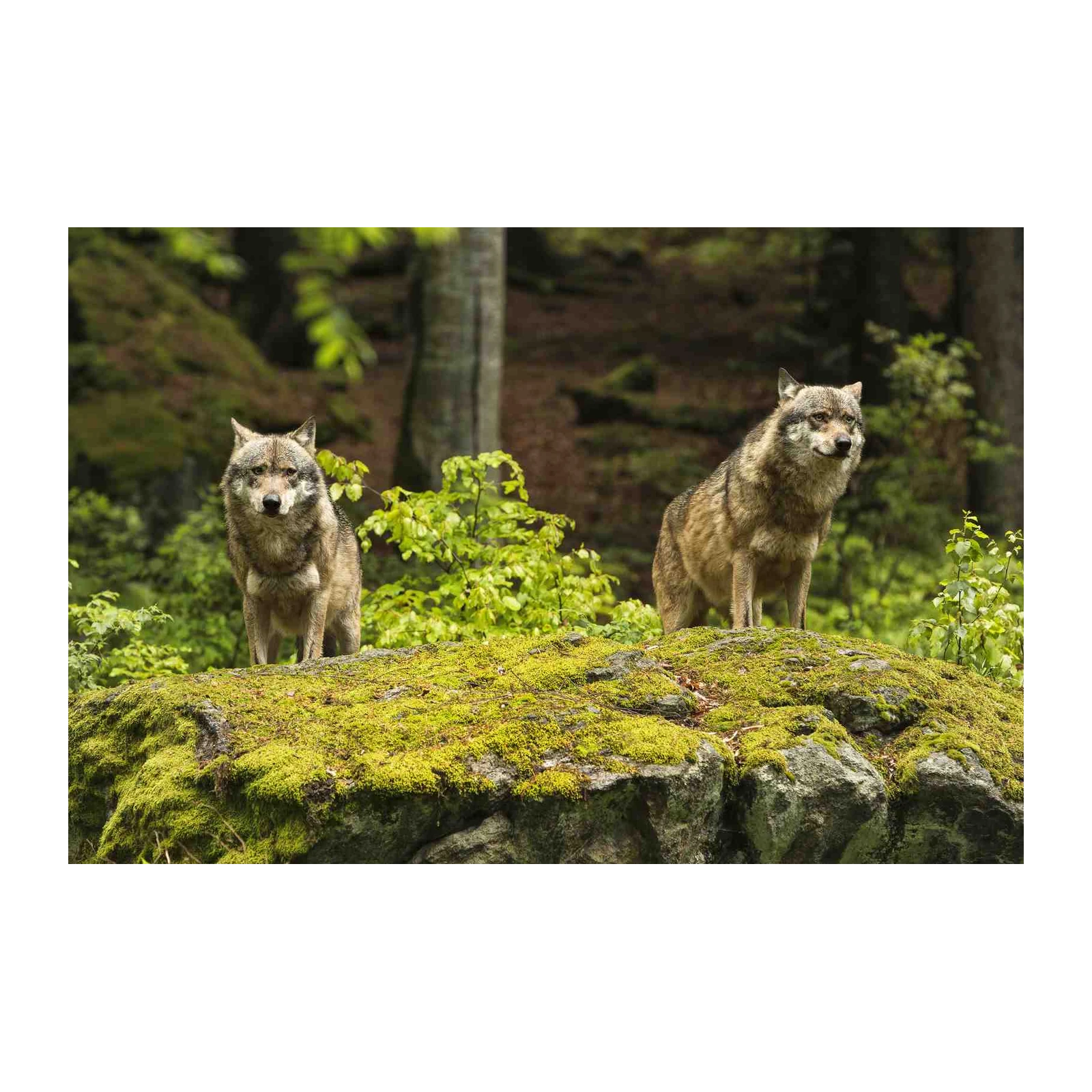 Majestic Wolves in Forest Glow Wall Art