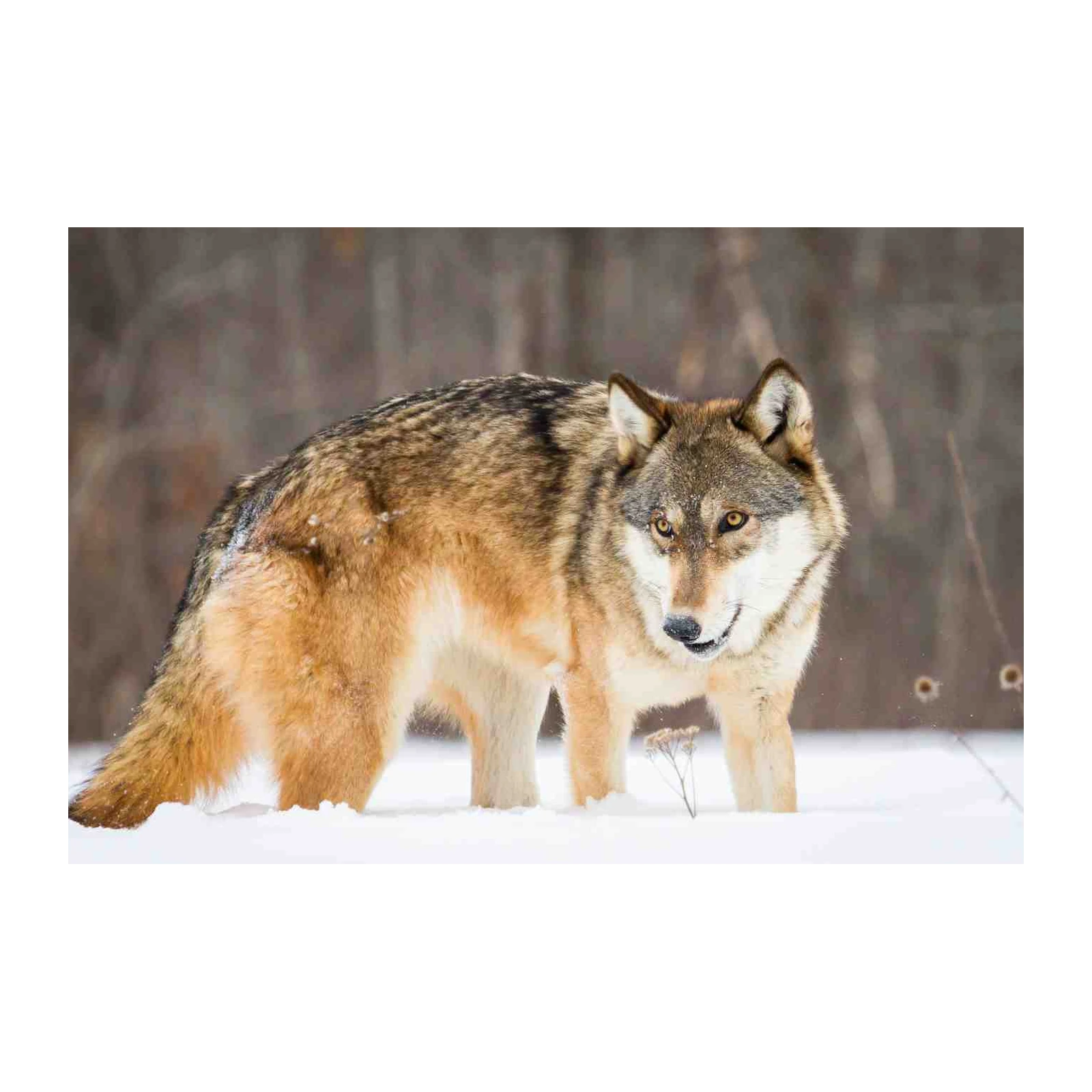 Majestic Wolf in Snow Wall Art