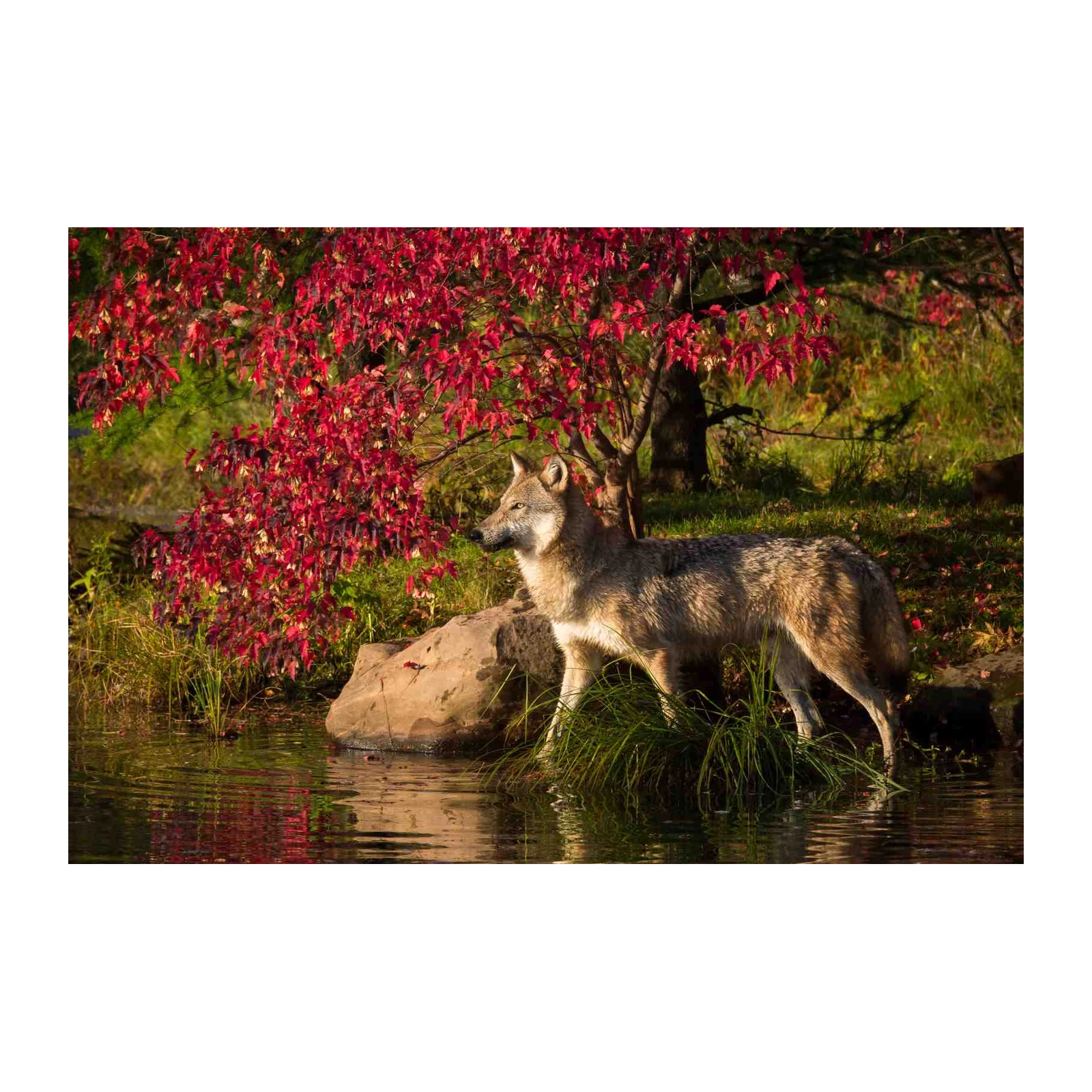 Majestic Wolf in Autumn Forest Wall Art