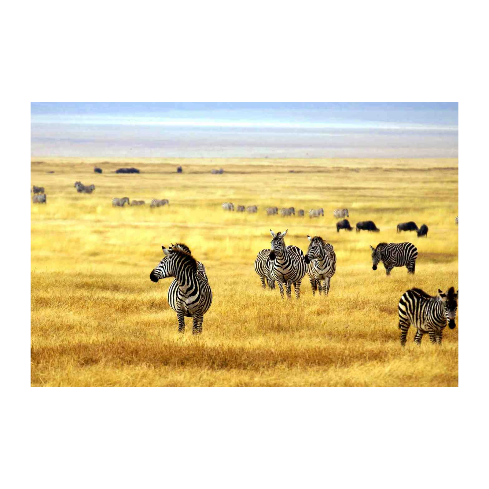 Majestic Zebra Herd Safari Wall Art