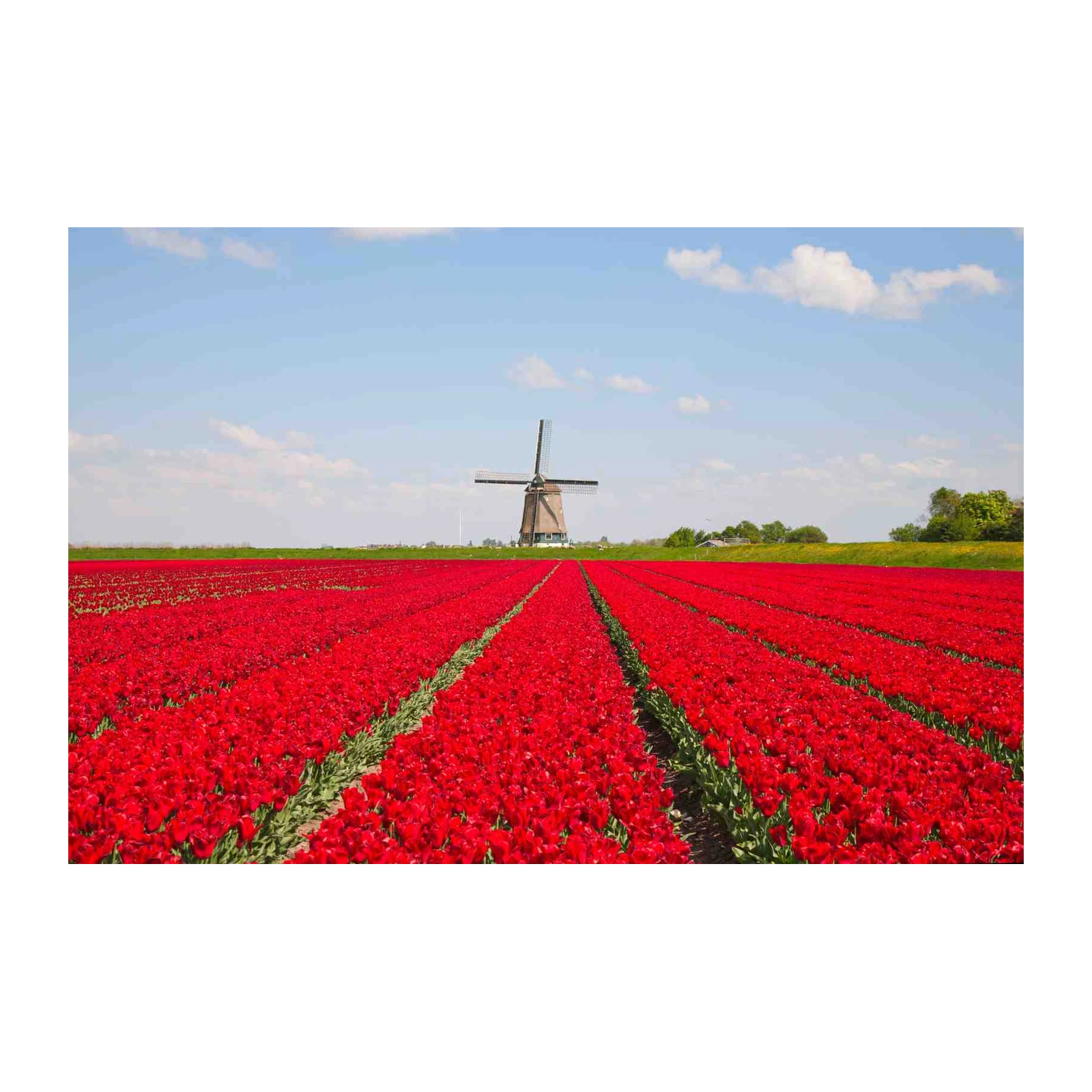 Red Tulip Field Windmill Wall Art