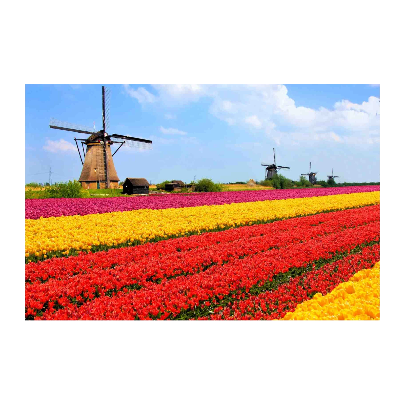 Vibrant Tulip Fields & Windmills Wall Art