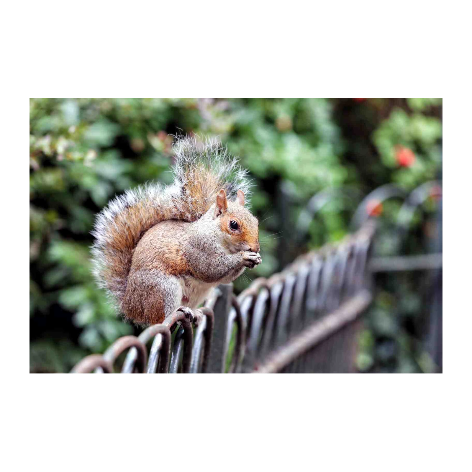 Adorable Squirrel Nature Scene Wall Art