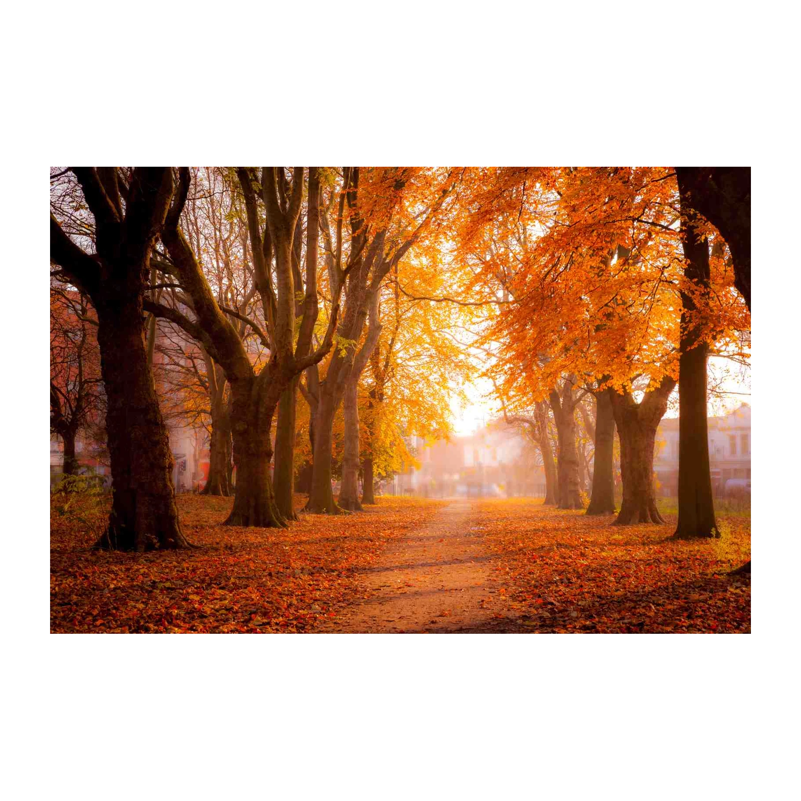 Autumn Path Golden Leaves Wall Art