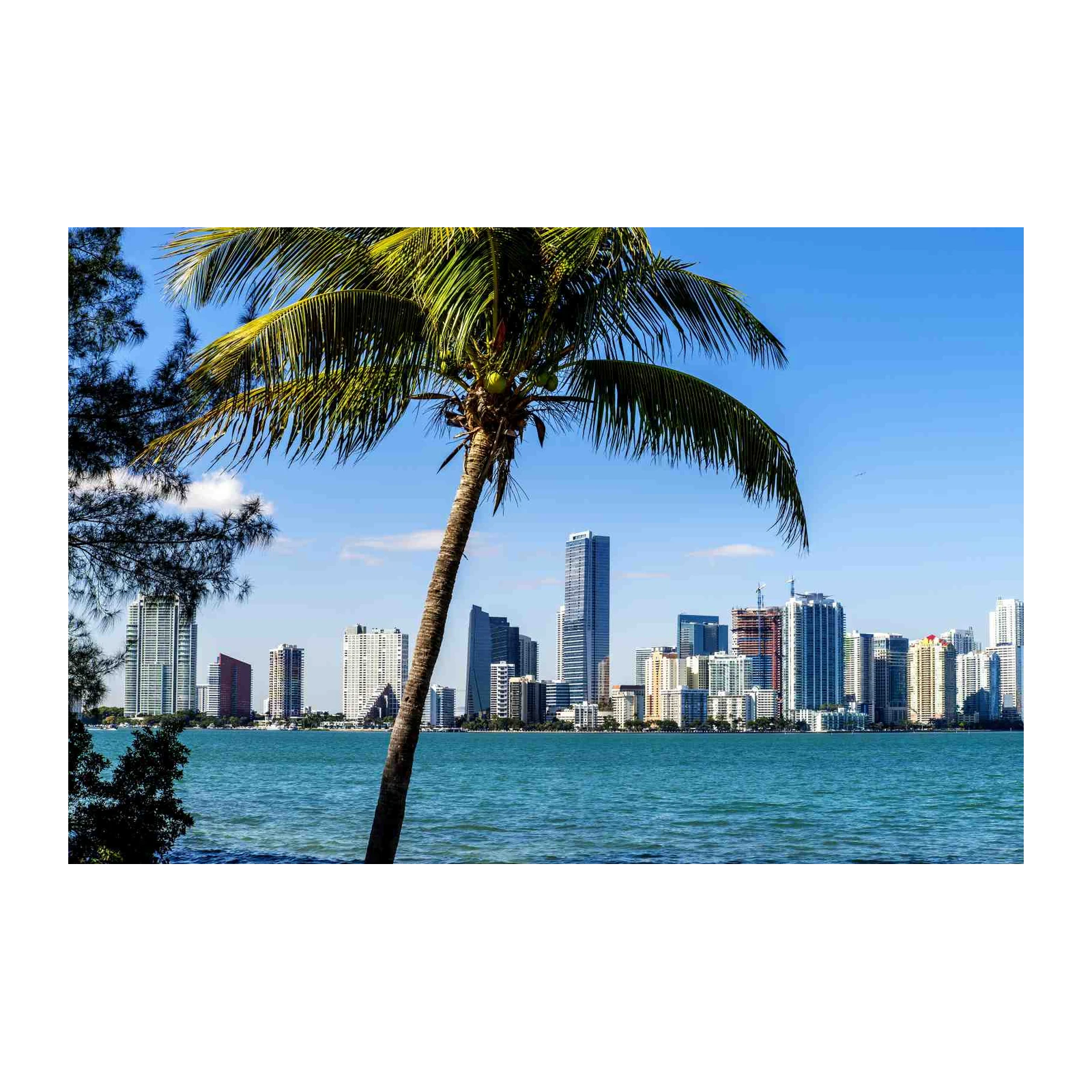 Miami Skyline Palm Tree Wall Art - Coastal Art