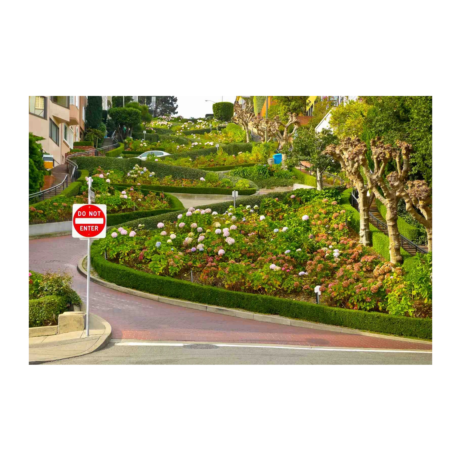 San Francisco Crooked Street Hydrangea Wall Art