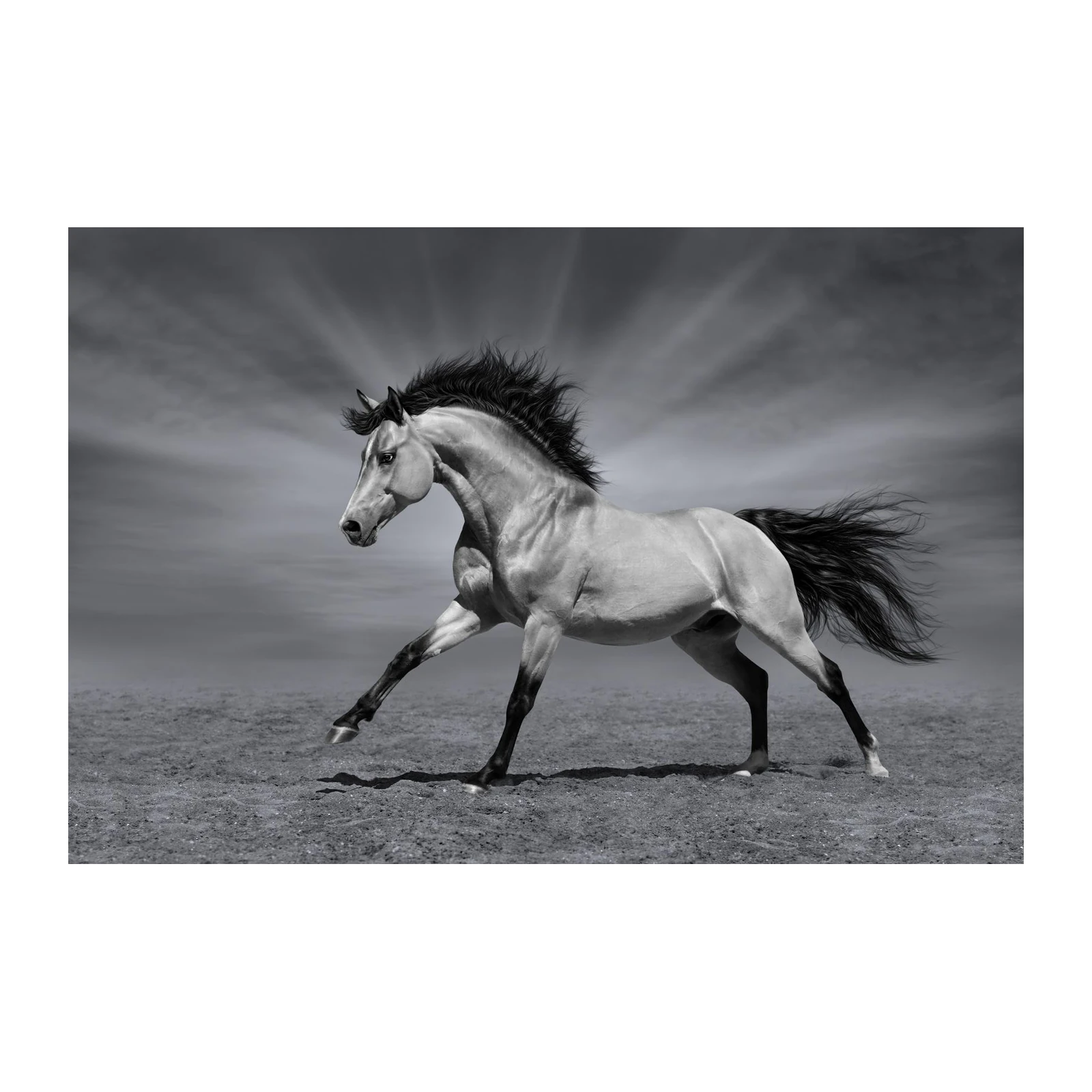 Majestic Horse Gallop Black & White Wall Art