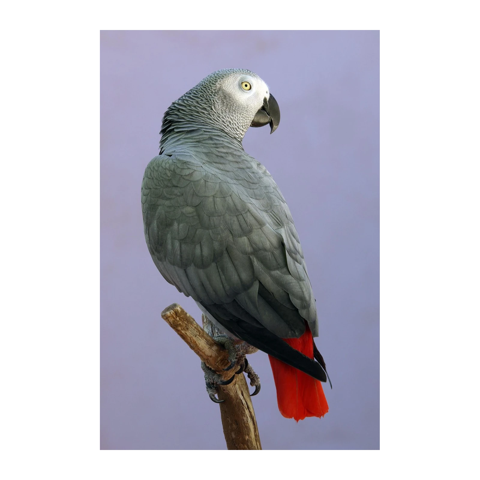 African Grey Parrot Vibrant Tail Wall Art