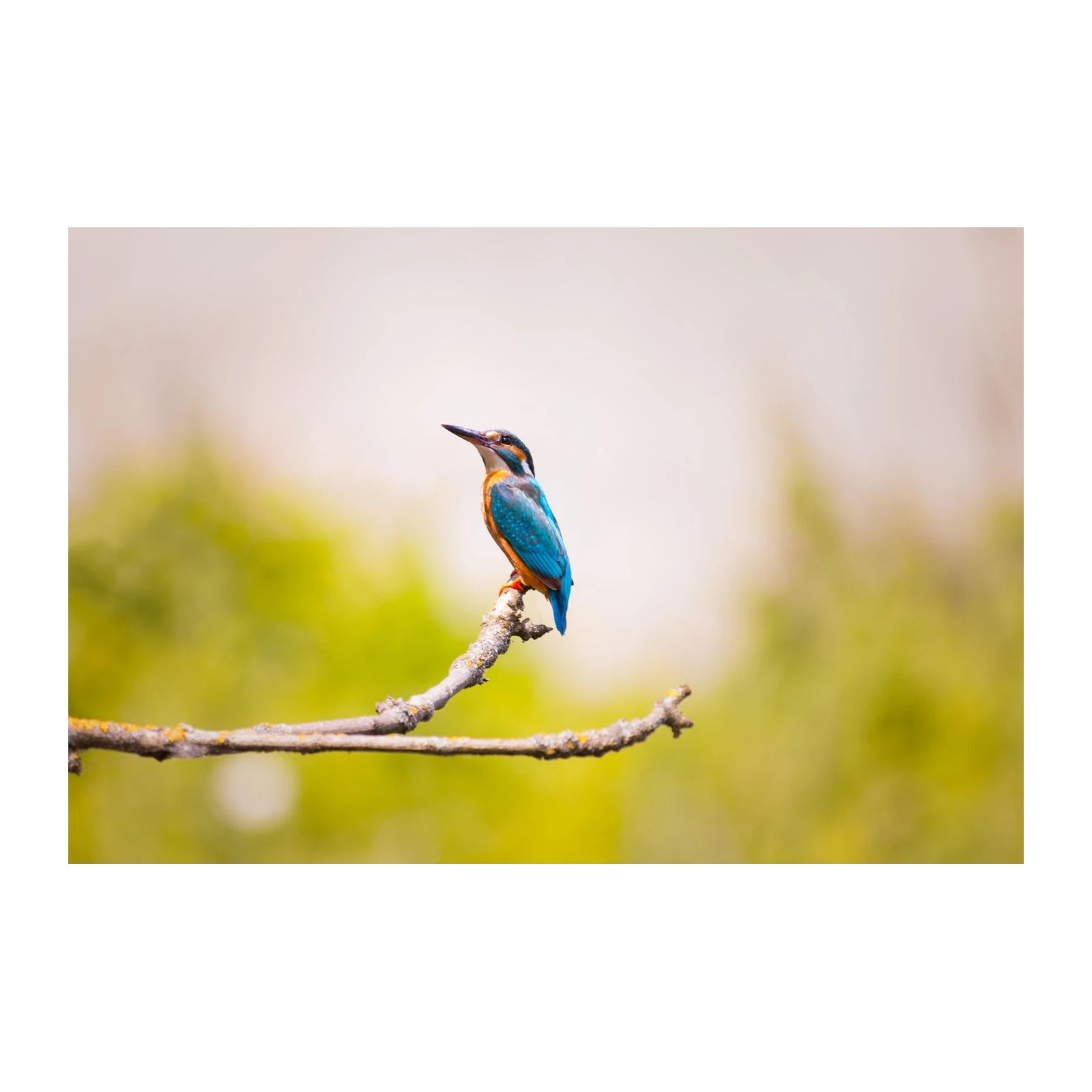 Vibrant Kingfisher Perched on Branch Wall Art