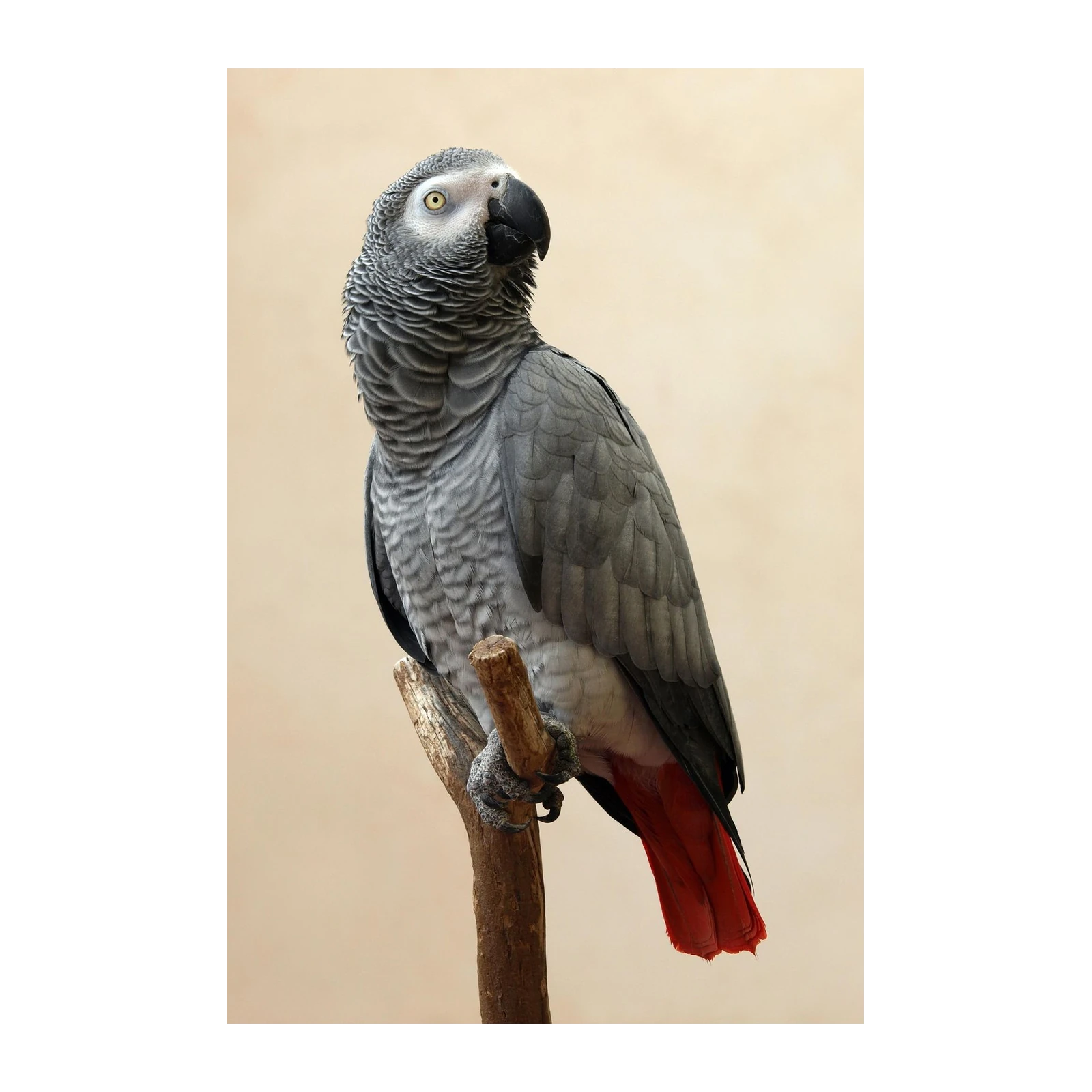 Majestic African Grey Parrot Wildlife Wall Art