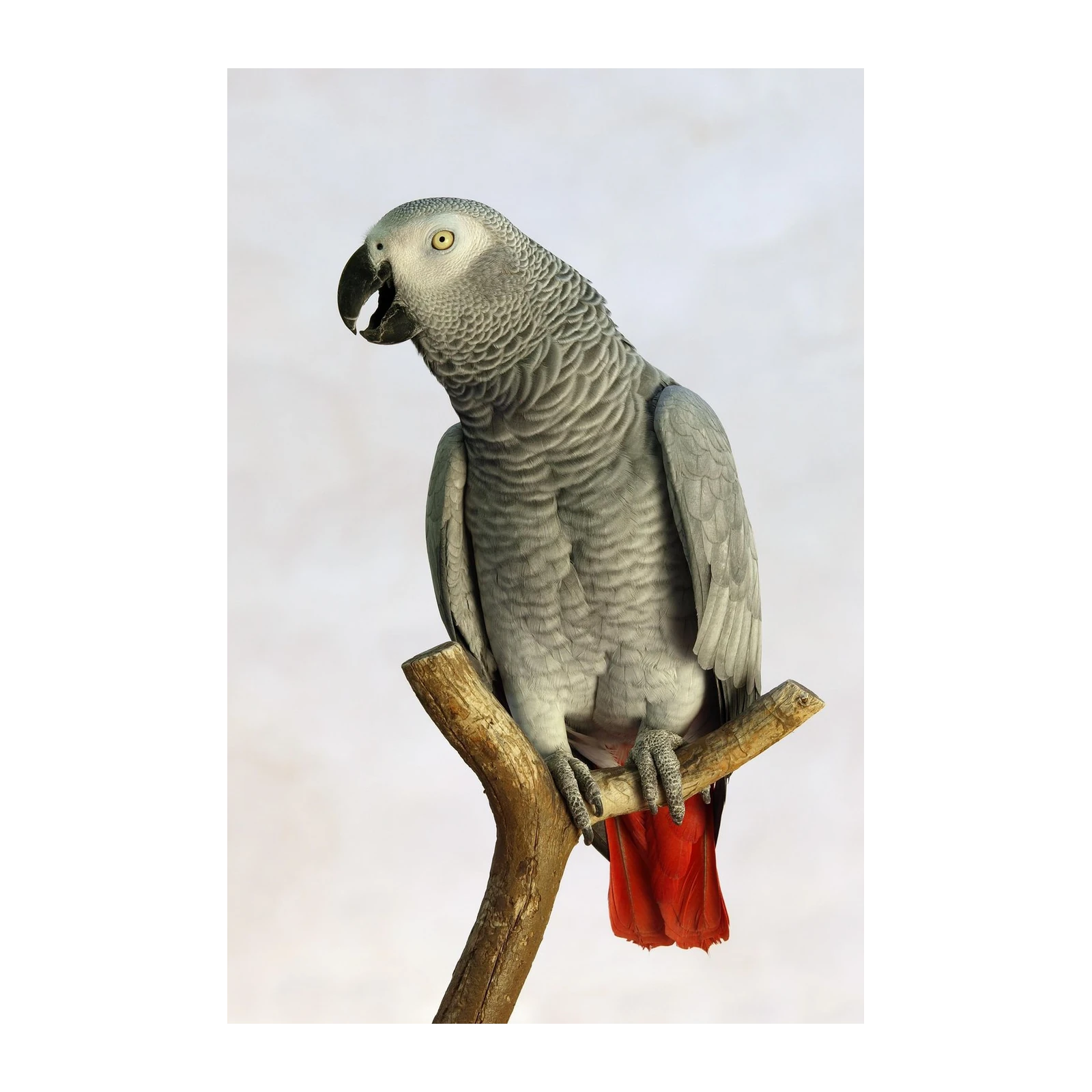 Intelligent African Grey Parrot on Branch Wall Art