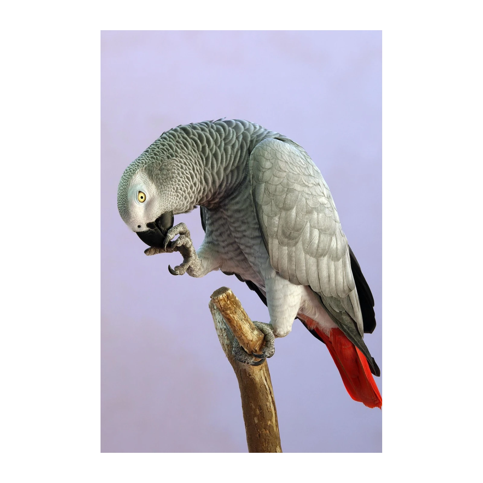 Elegant African Grey Parrot perched on Branch Wall Art