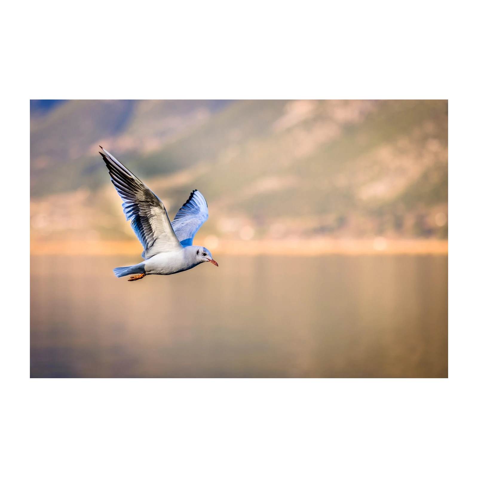 Majestic Seagull Flight Wall Art