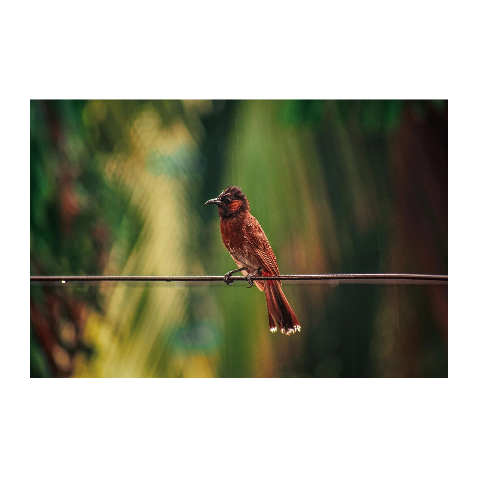 Red Bird Serenity Nature Wildlife Wall Art