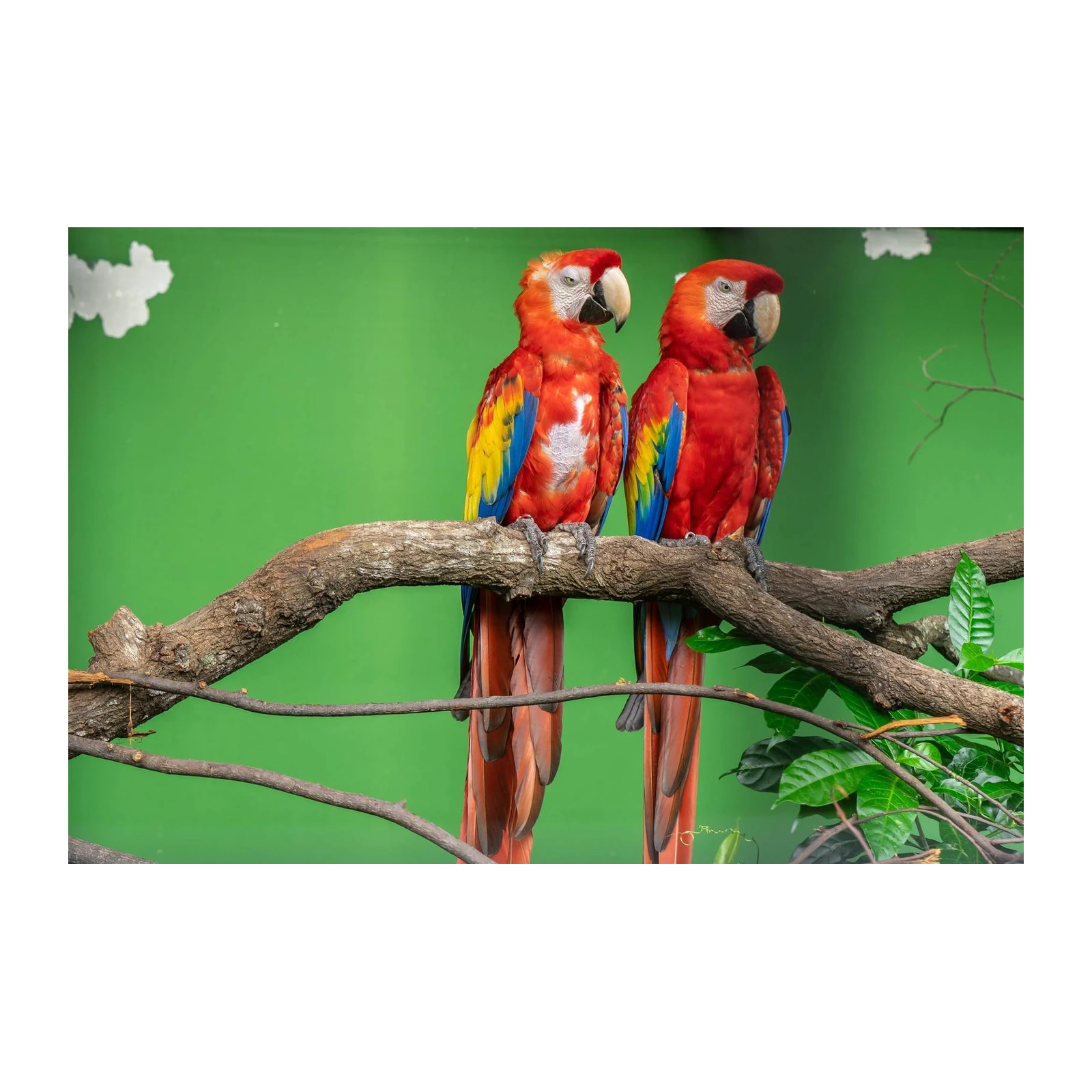 Vibrant Macaws on Branch Wall Art