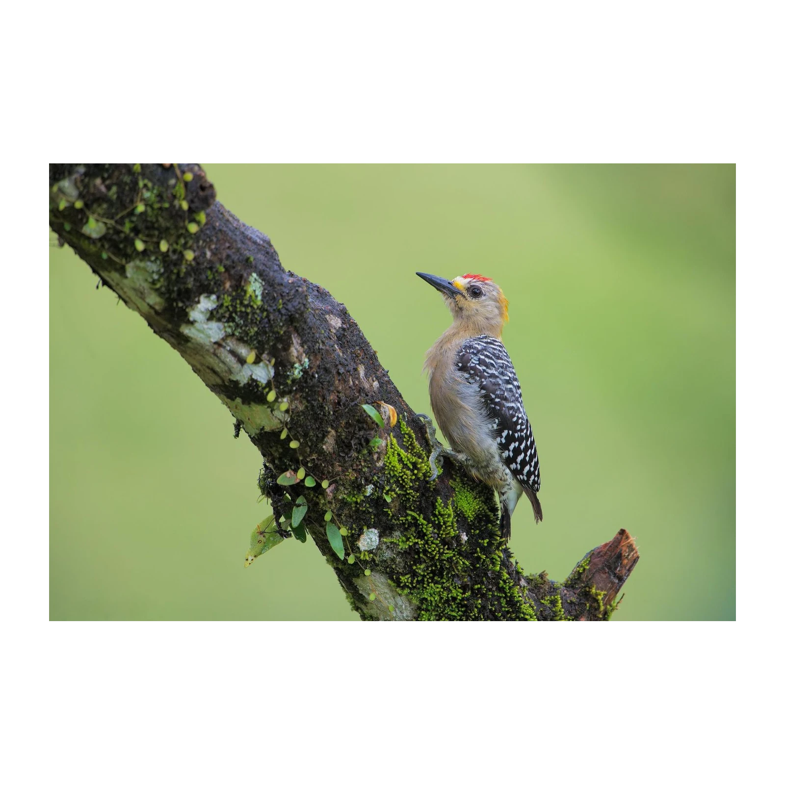 Vibrant Woodpecker on Mossy Branch Wall Art
