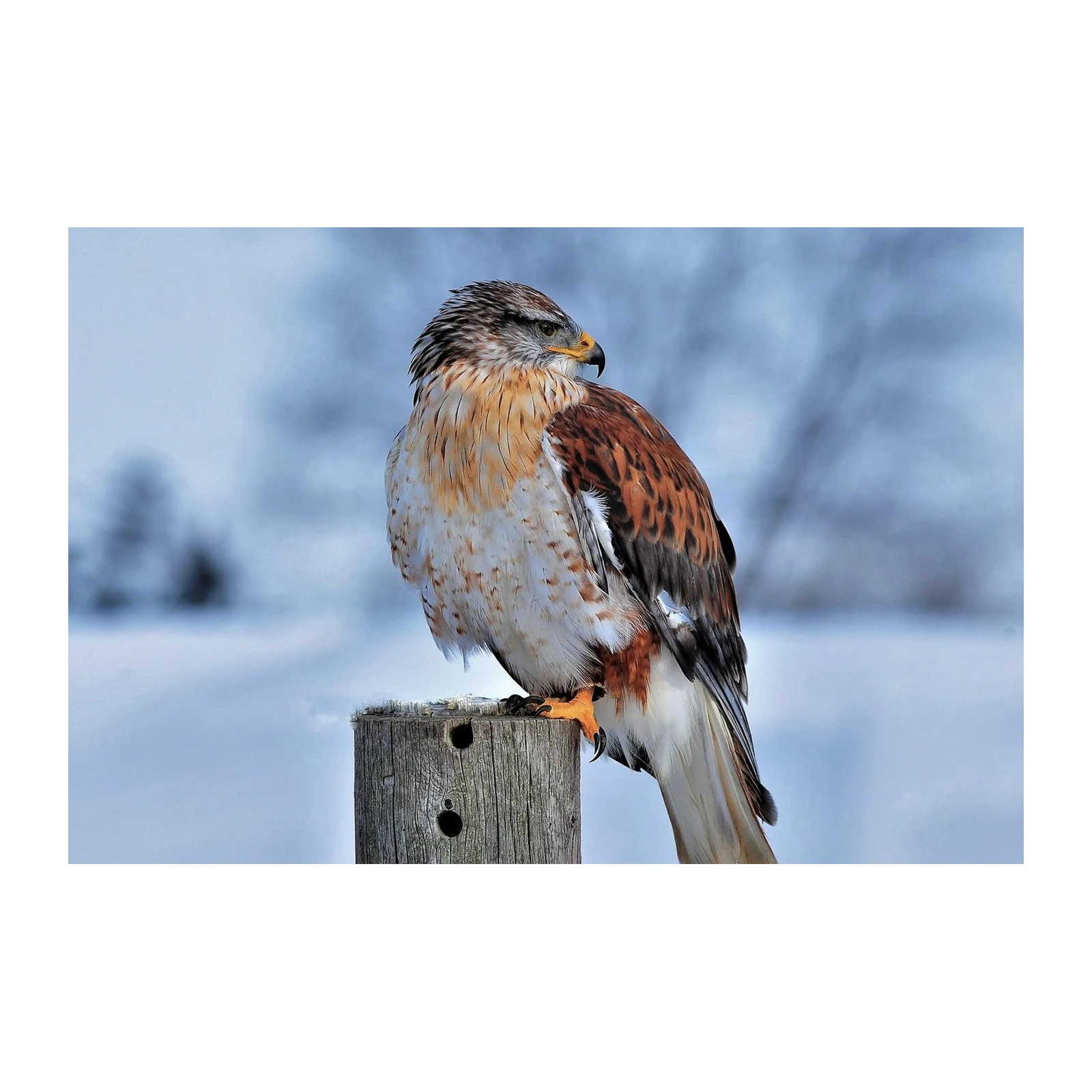 Majestic Hawk Snowy Perch Wall Art