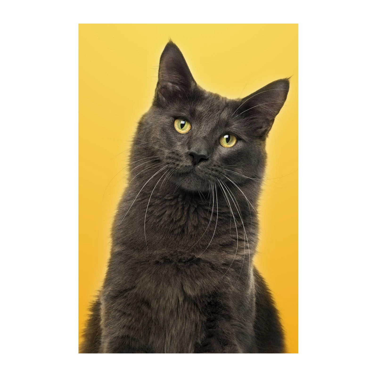 Charming Grey Cat Portrait Wall Art