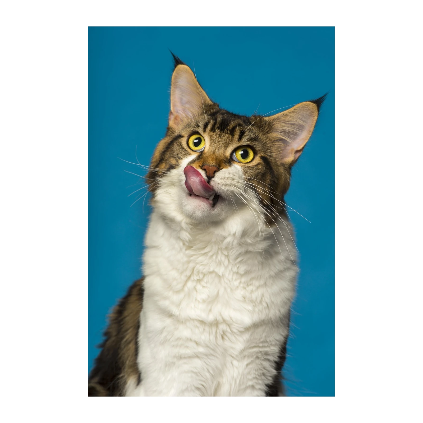 Playful Maine Coon Licking Lips Wall Art