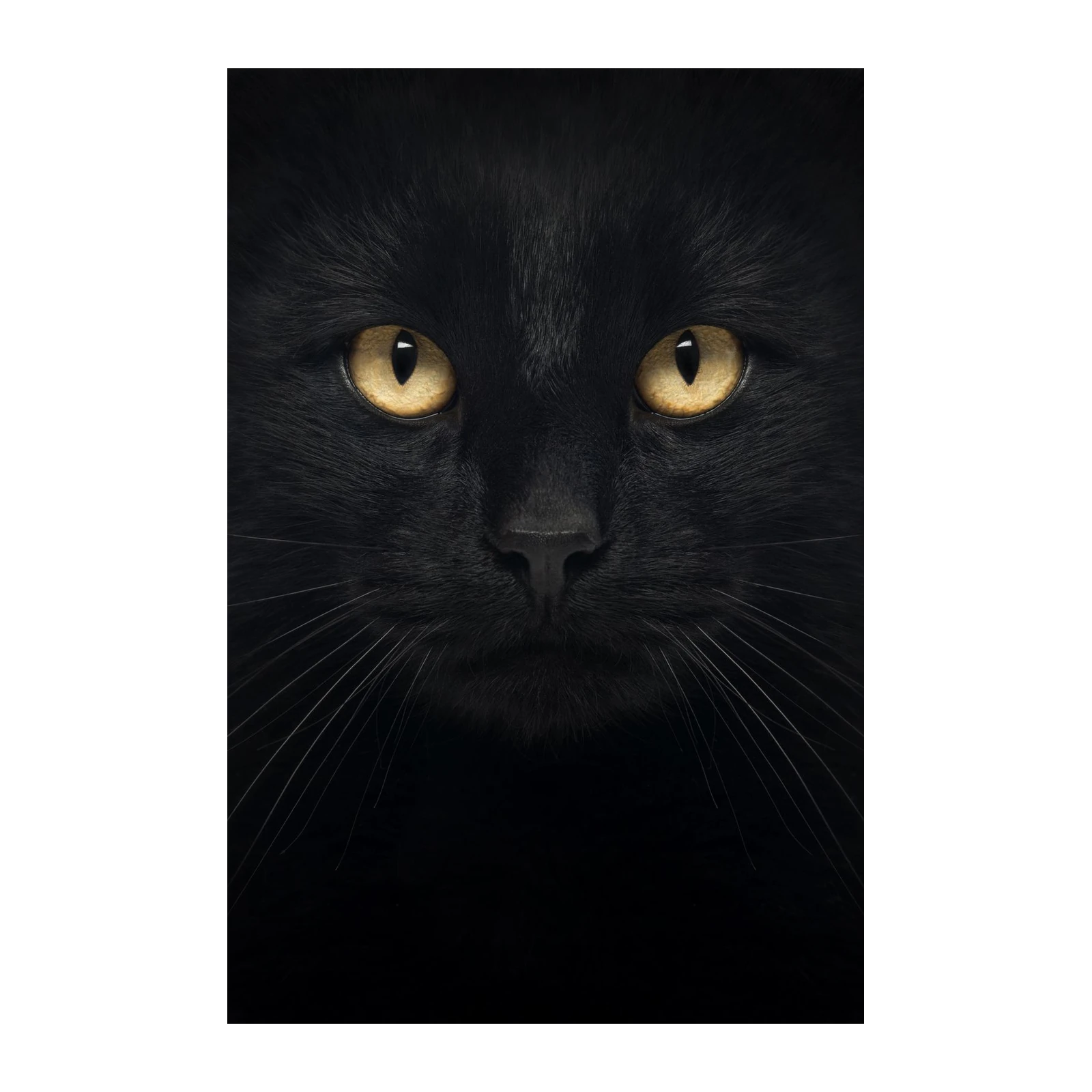 Mystic Black Cat Gaze Wall Art