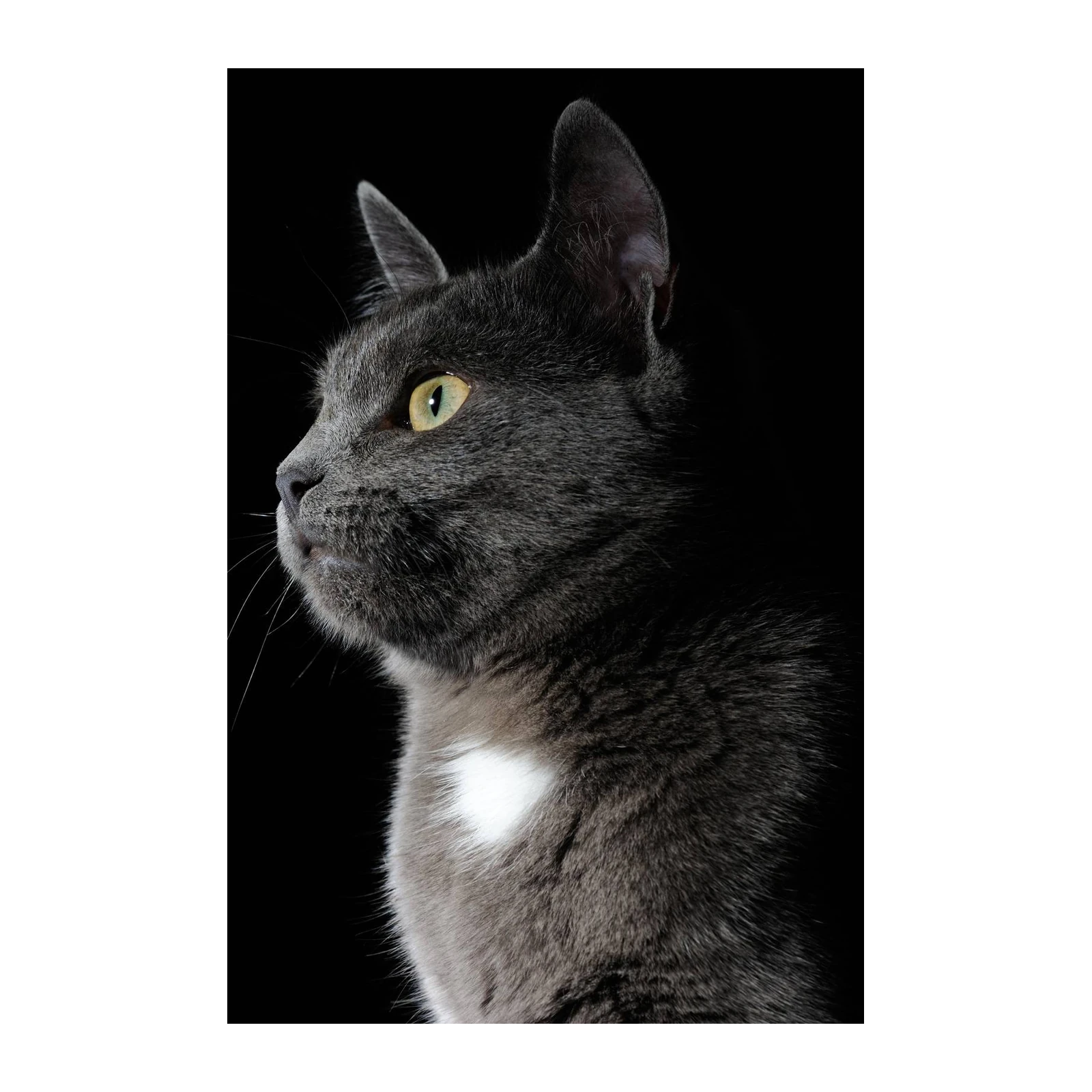 Elegant Gray Cat Portrait Wall Art