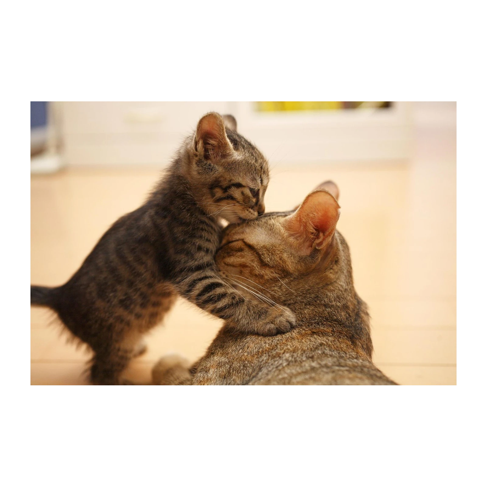 Tender Kitten Hug Wall Art