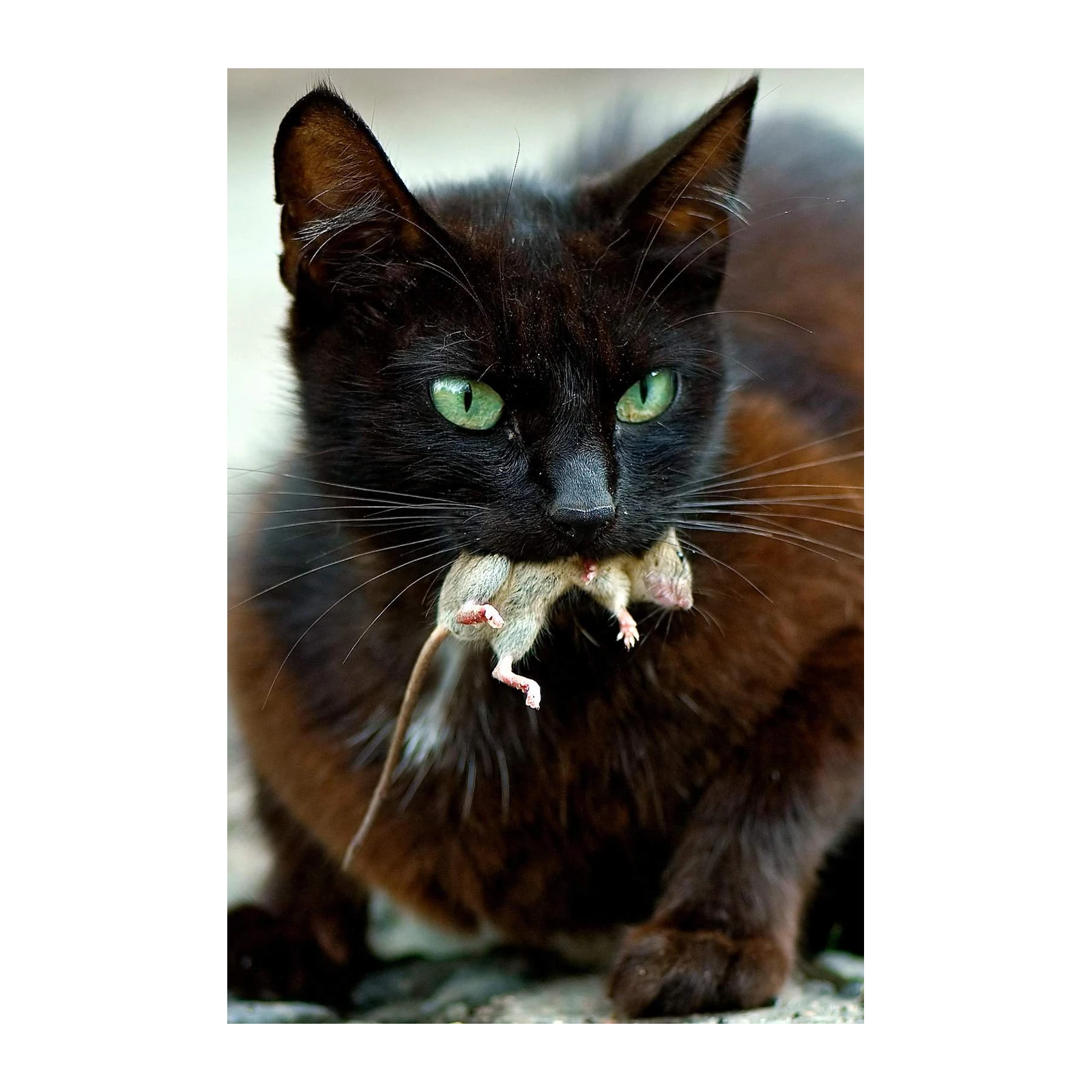 Mysterious Black Cat with Green Eyes Wall Art