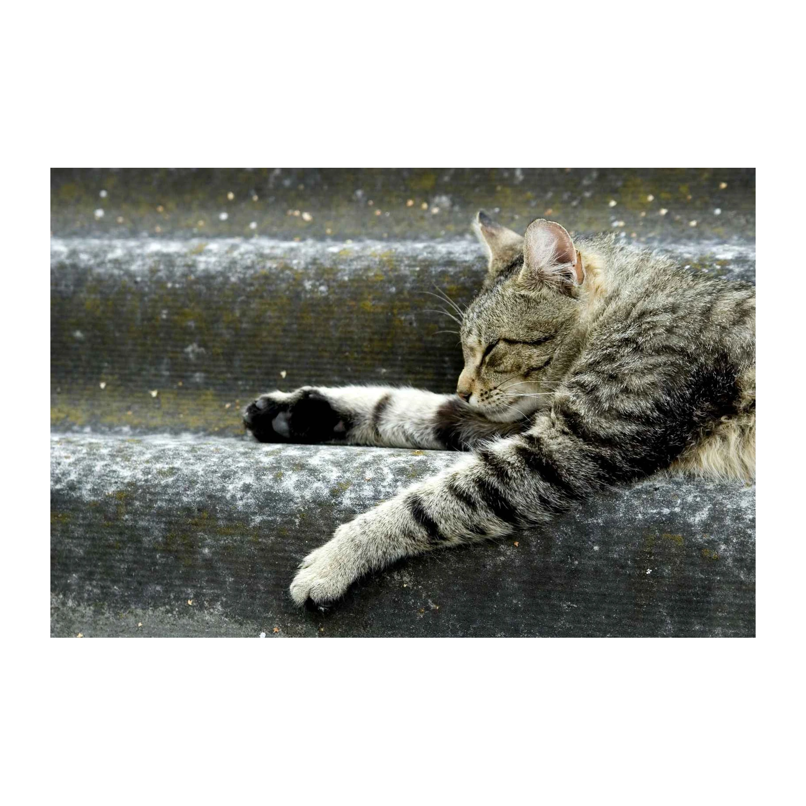 Peaceful Tabby Cat Sleeping Wall Art