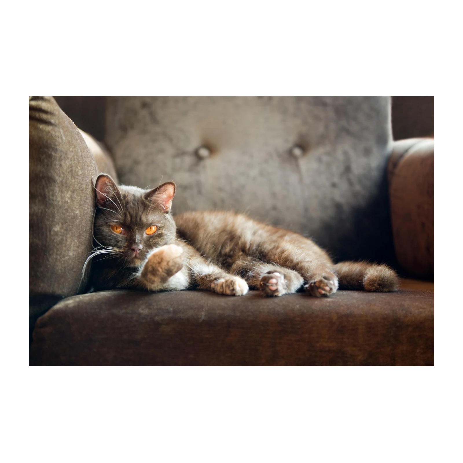Luxurious Brown Cat Orange Eyes Wall Art