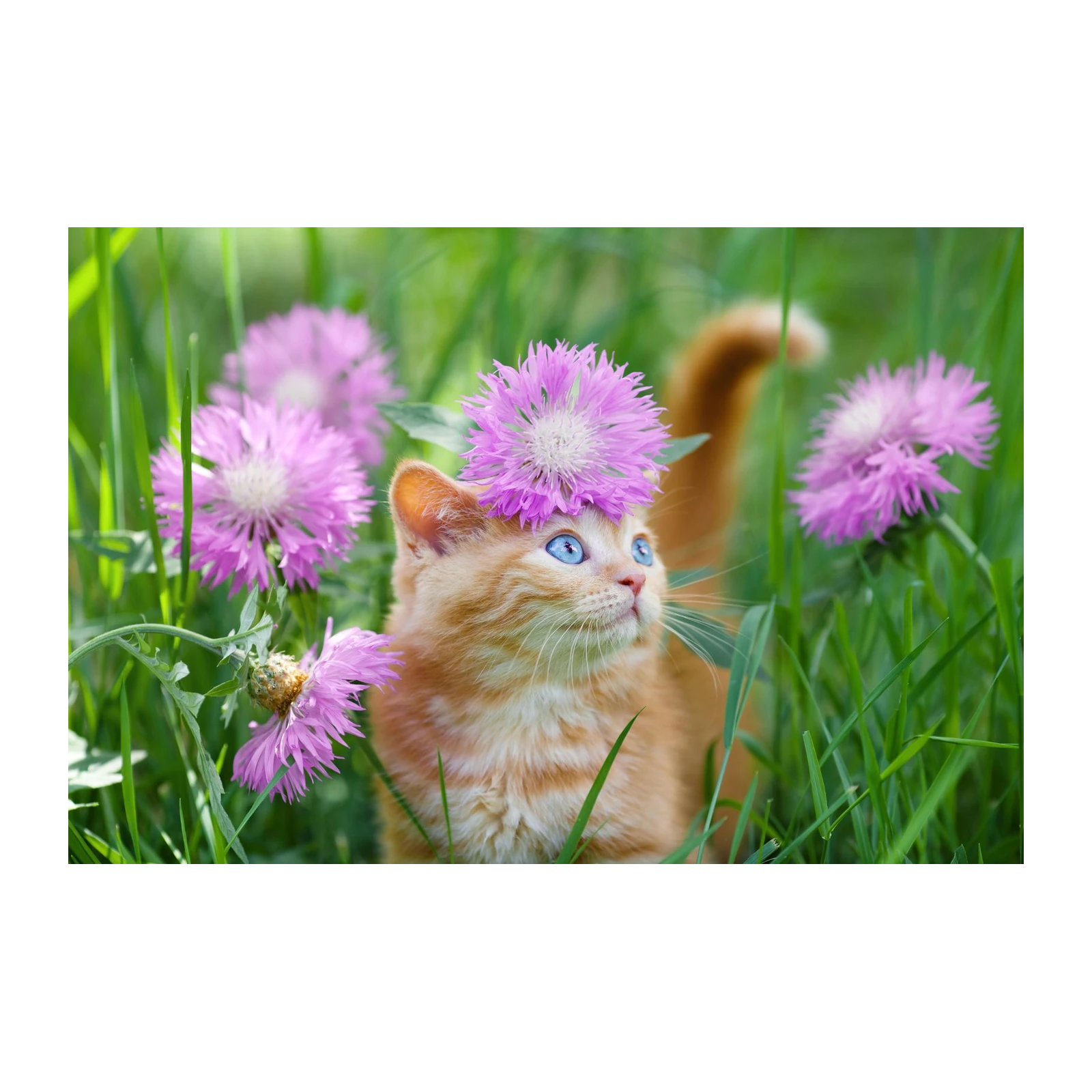 Adorable Kitten With Flower Crown Wall Art