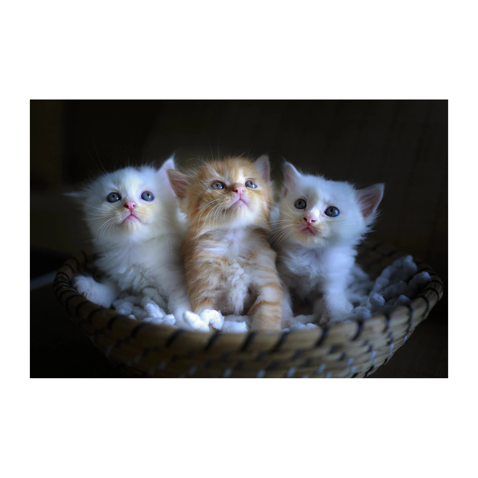 Adorable Triple Kitten Basket Wall Art