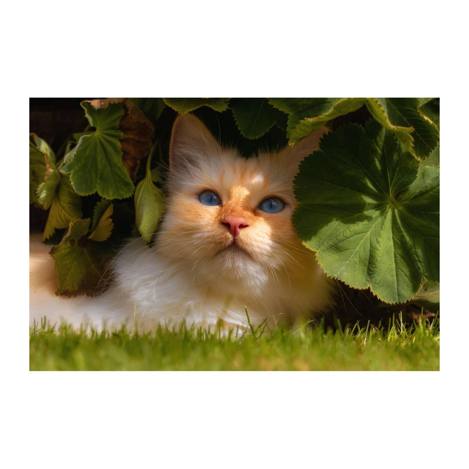 Captivating Blue-Eyed Kitty Among Greenery Wall Art
