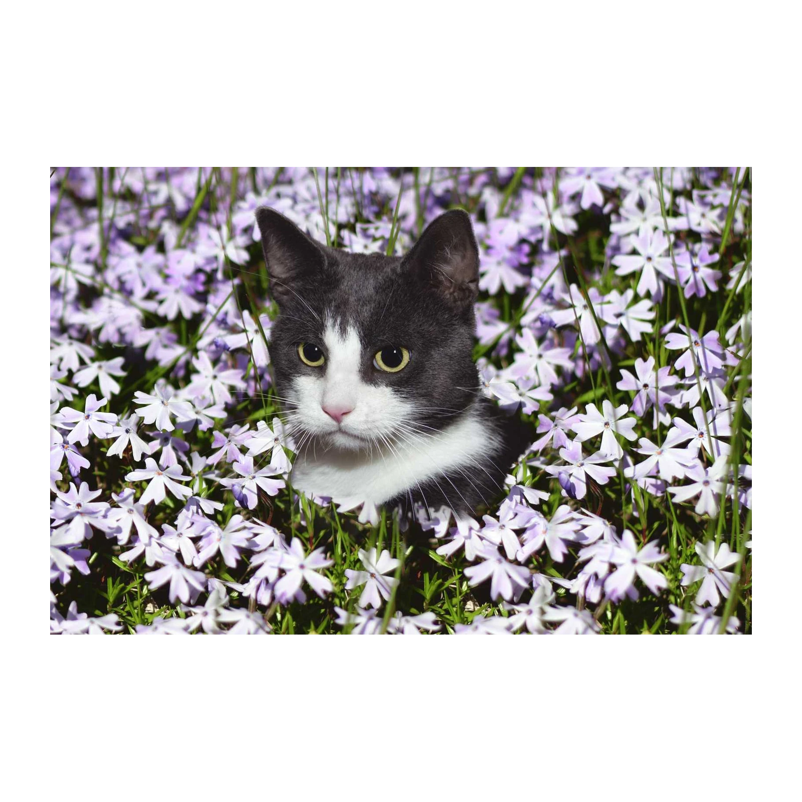 Charming Cat Among Flowers Wall Art