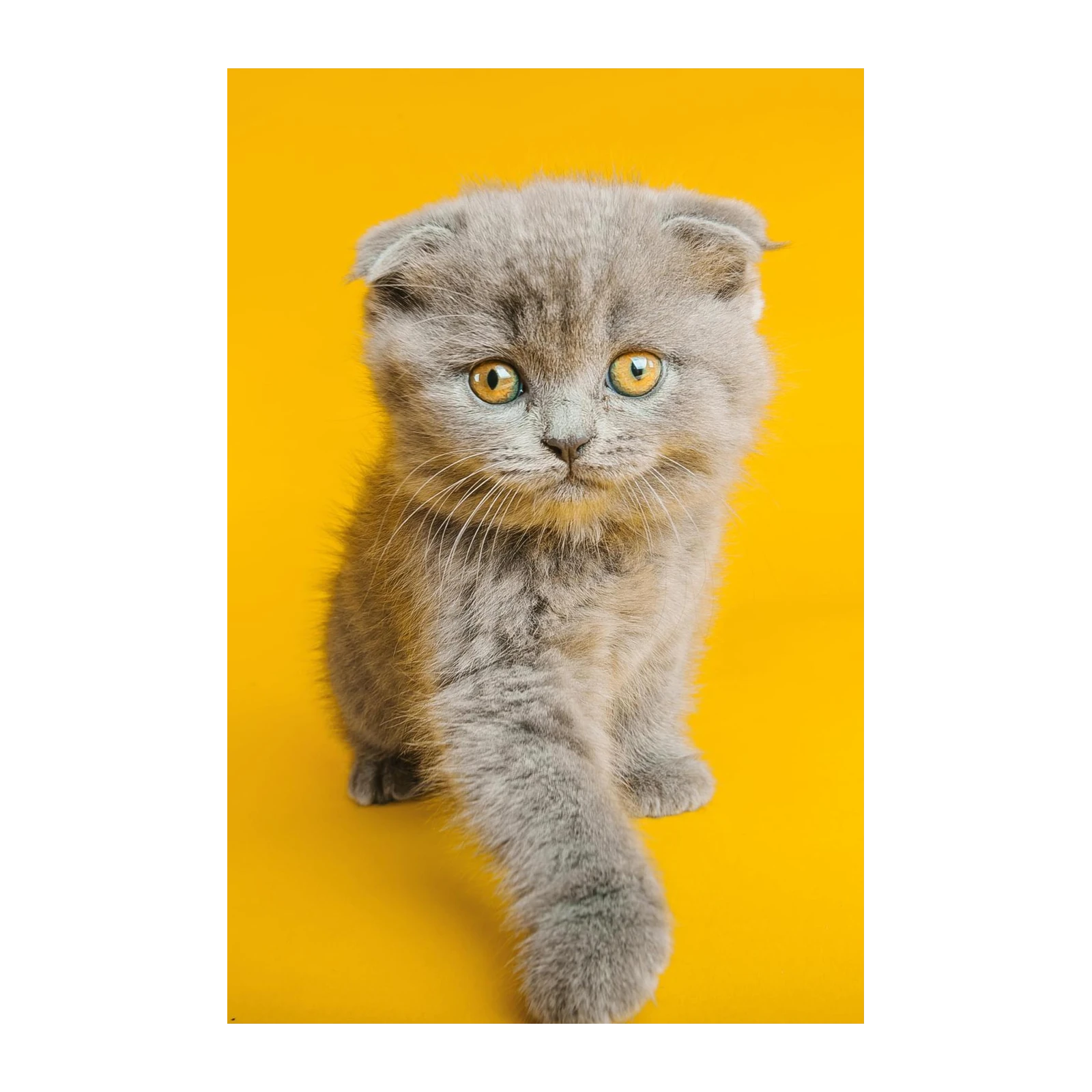 Adorable Scottish Fold Kitten Yellow Wall Art