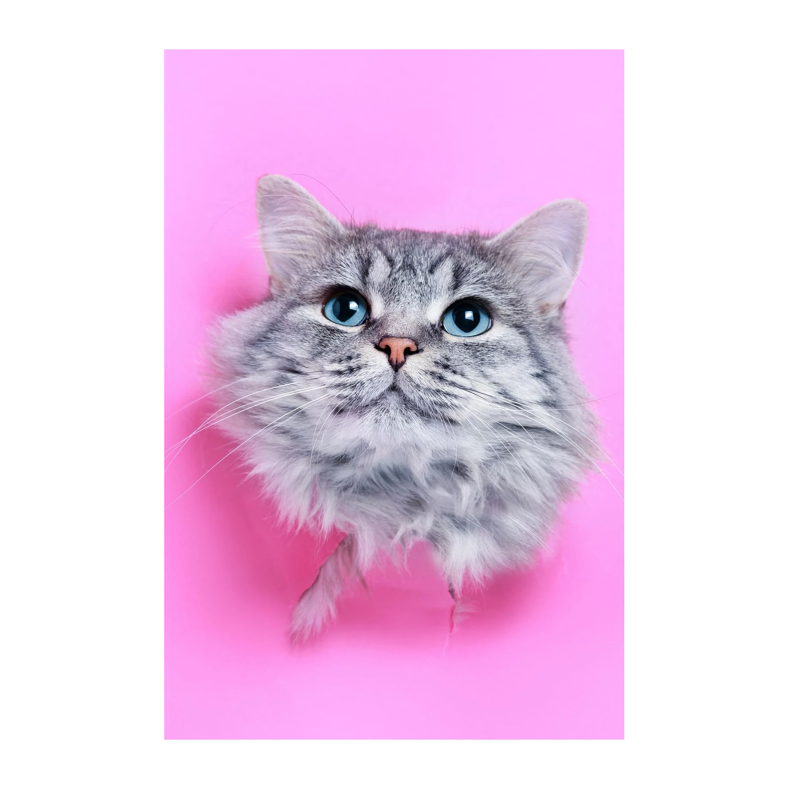 Playful Kitten Peek-a-Boo Wall Art