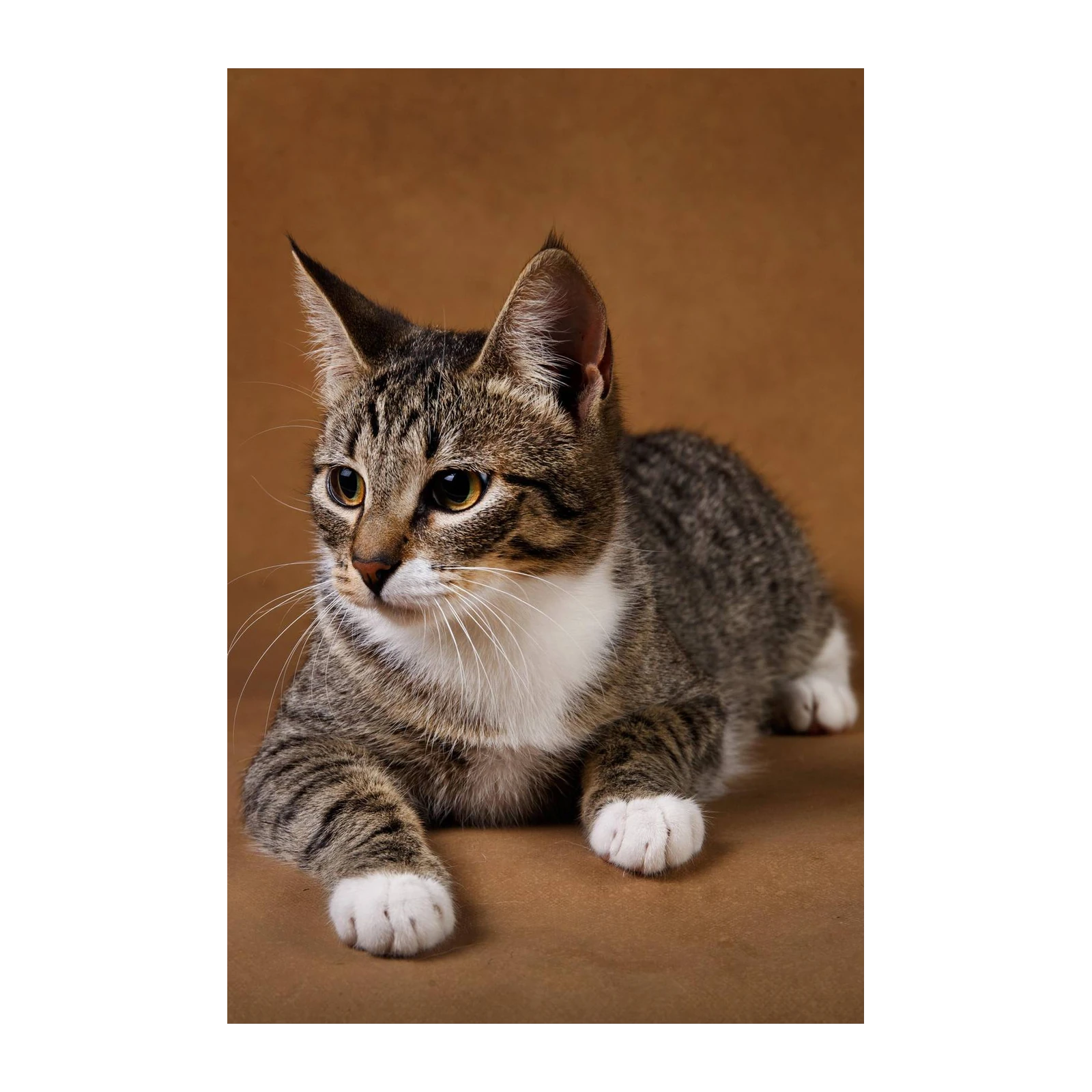 Cute Tabby Cat Portrait Wall Art