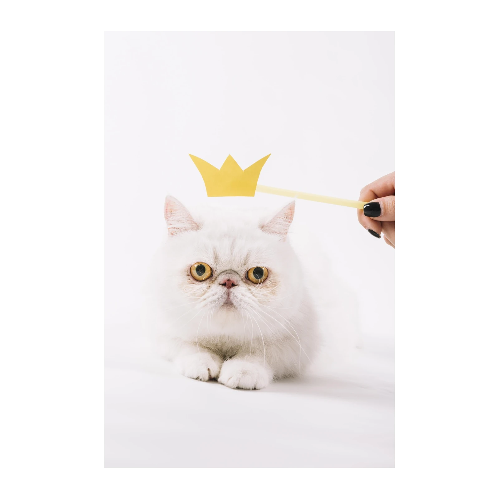 Regal Feline Crowned Cat Wall Art