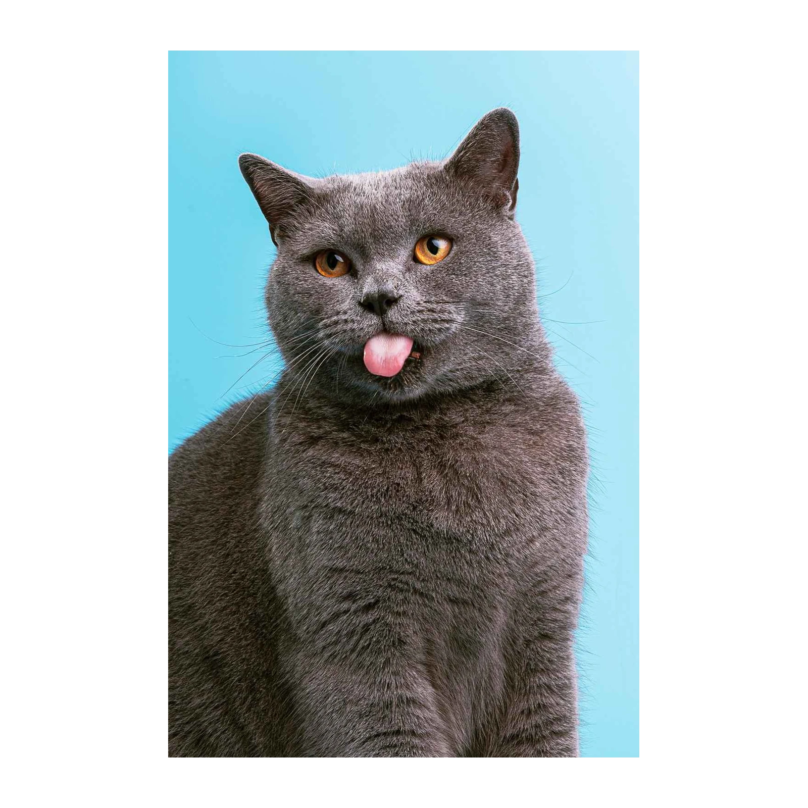 Funny Grey Cat Sticking Tongue Out Wall Art
