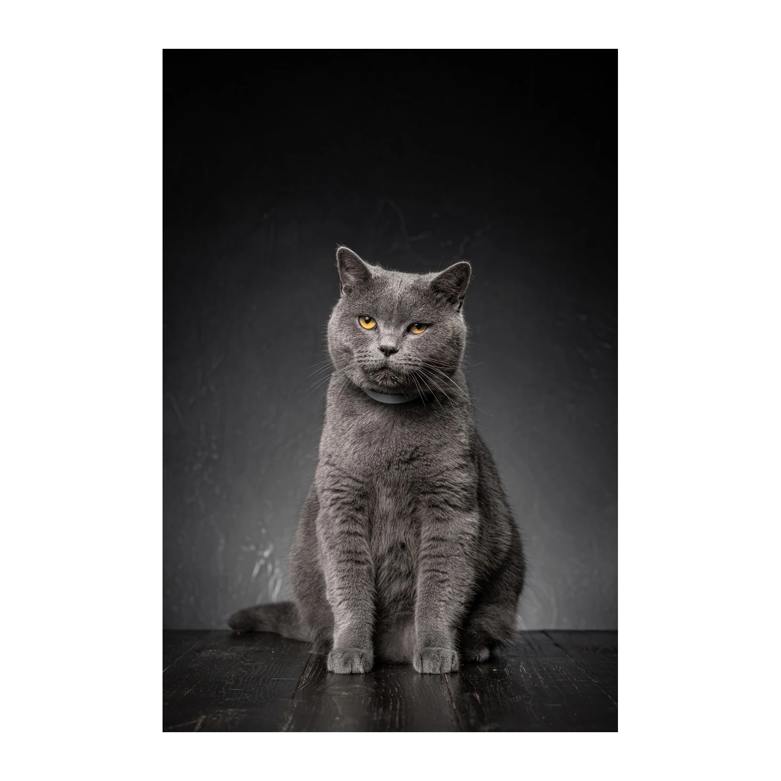 Majestic Grey Cat Portrait Wall Art