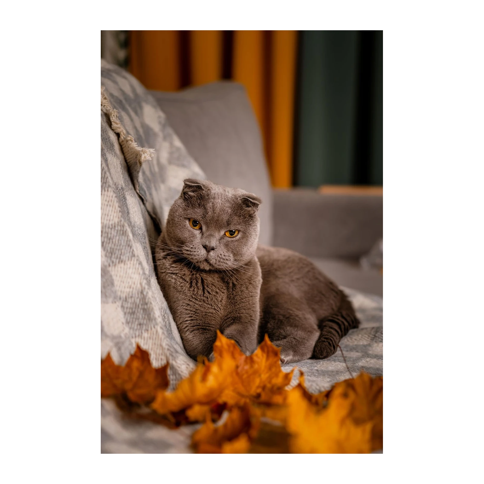 Cozy Scottish Fold Cat Autumn Wall Art