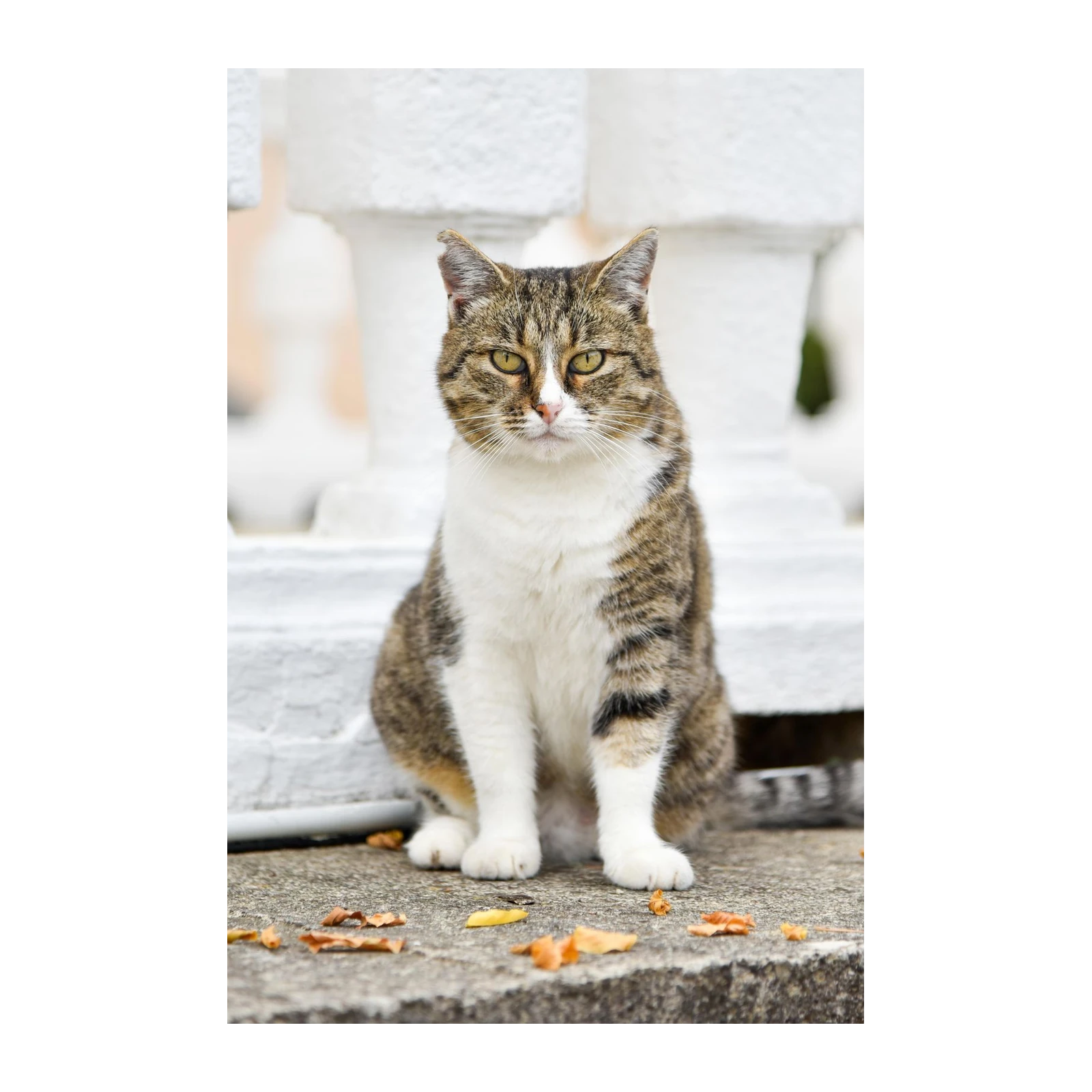 Majestic Tabby Cat Portrait Wall Art