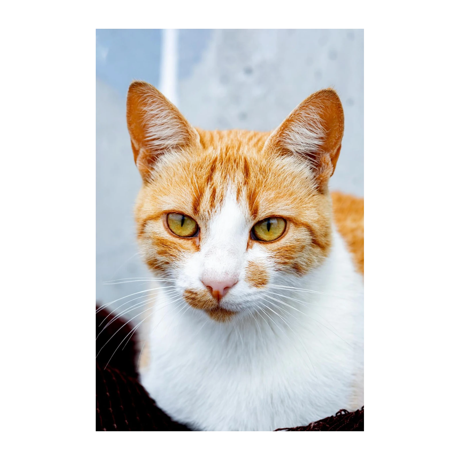Golden Gaze Ginger Cat Art Wall Art