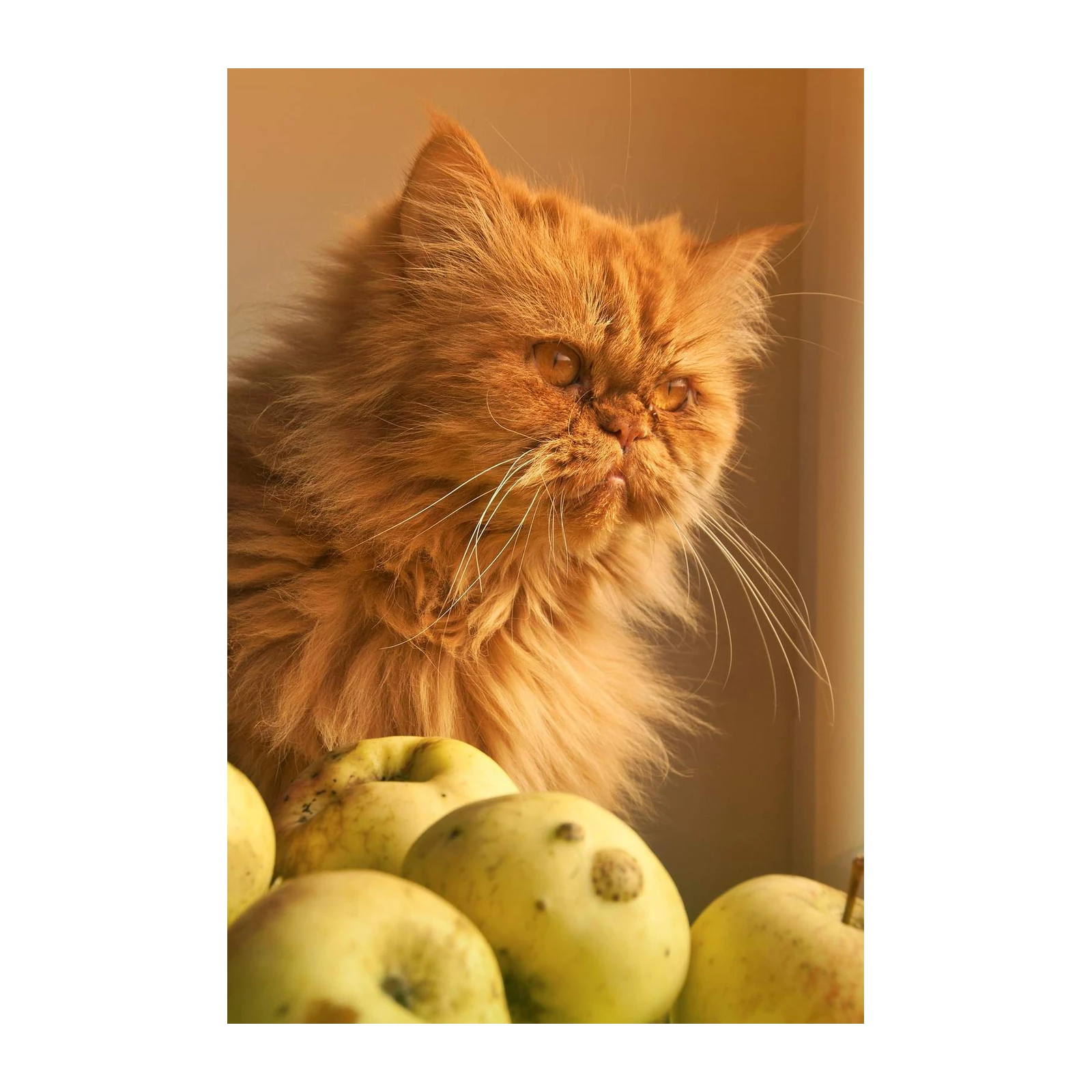 Fluffy Orange Cat & Apples Wall Art