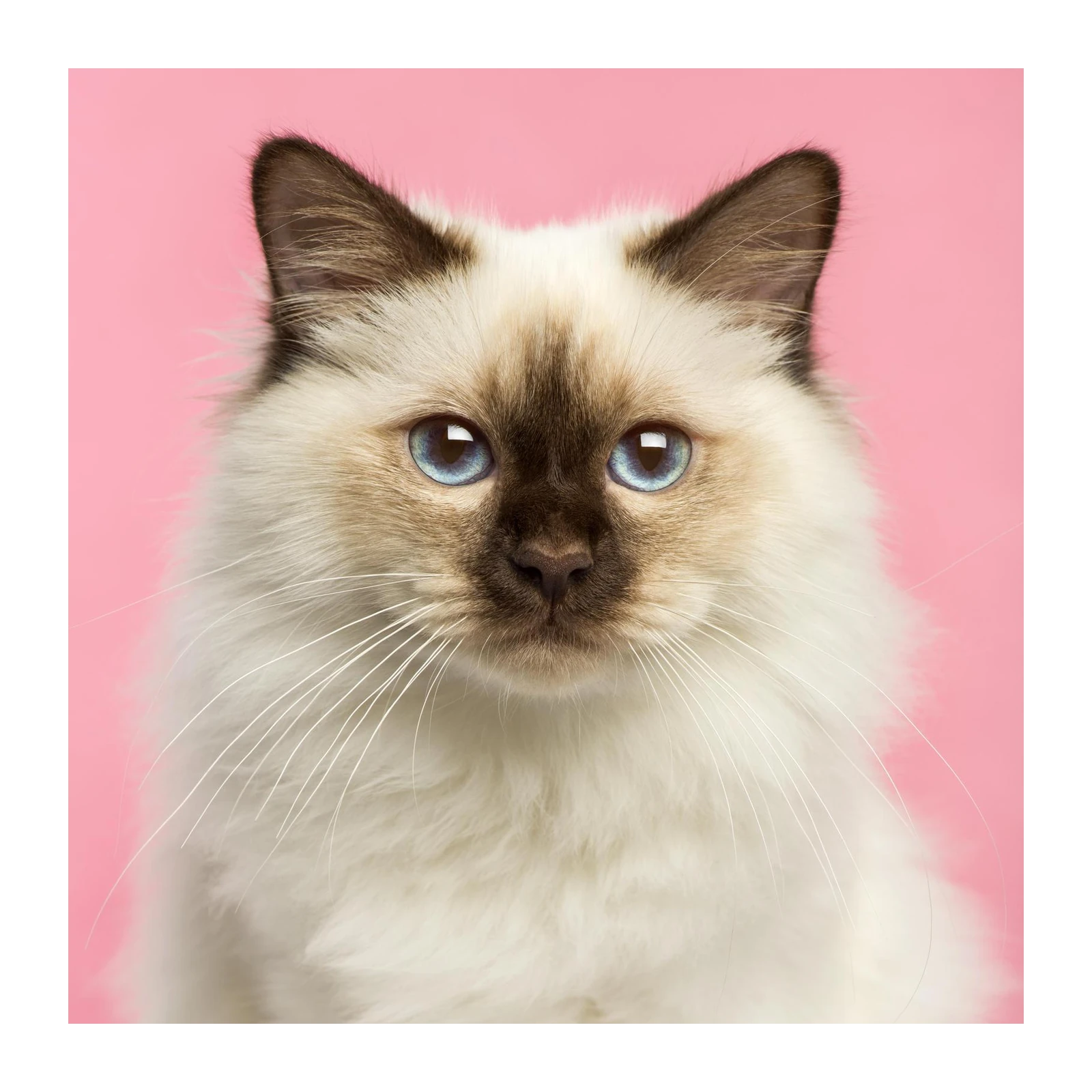 Enchanting Blue Eyes Birman Cat Wall Art