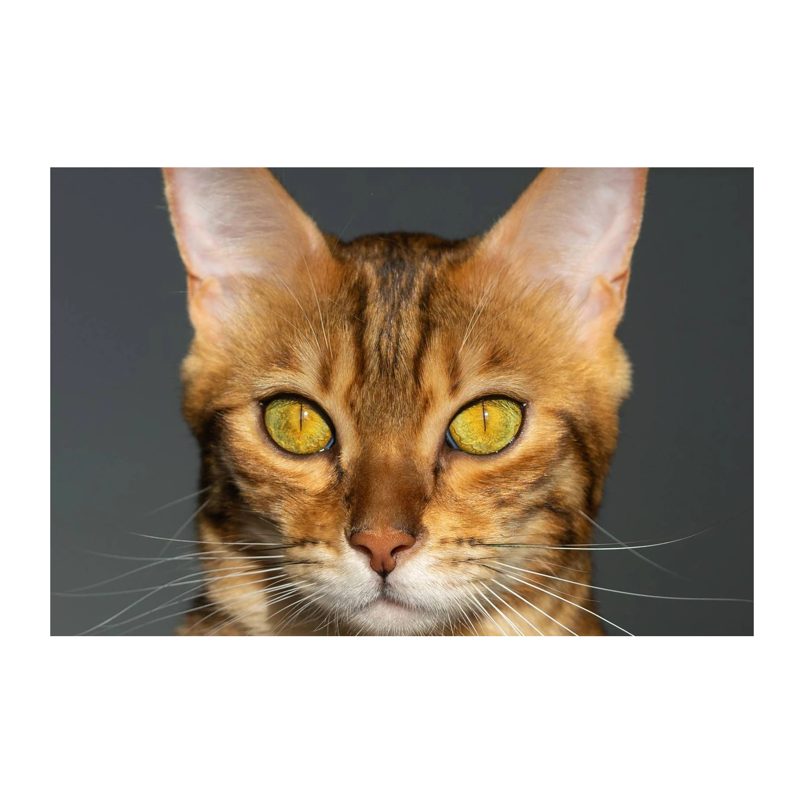 Bengal Cat Portrait Art | Stunning Animal Wall Art