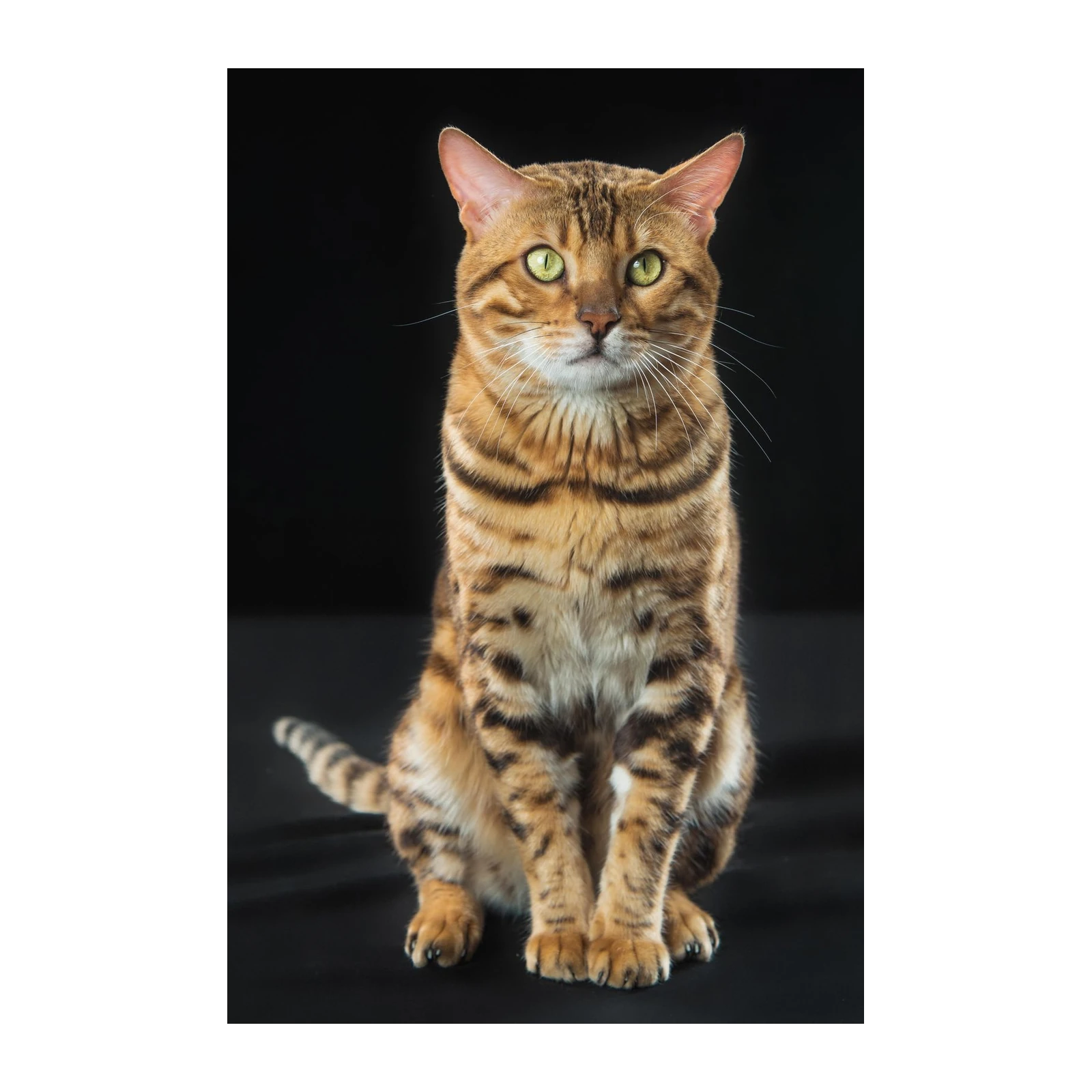 Majestic Bengal Cat Portrait Wall Art