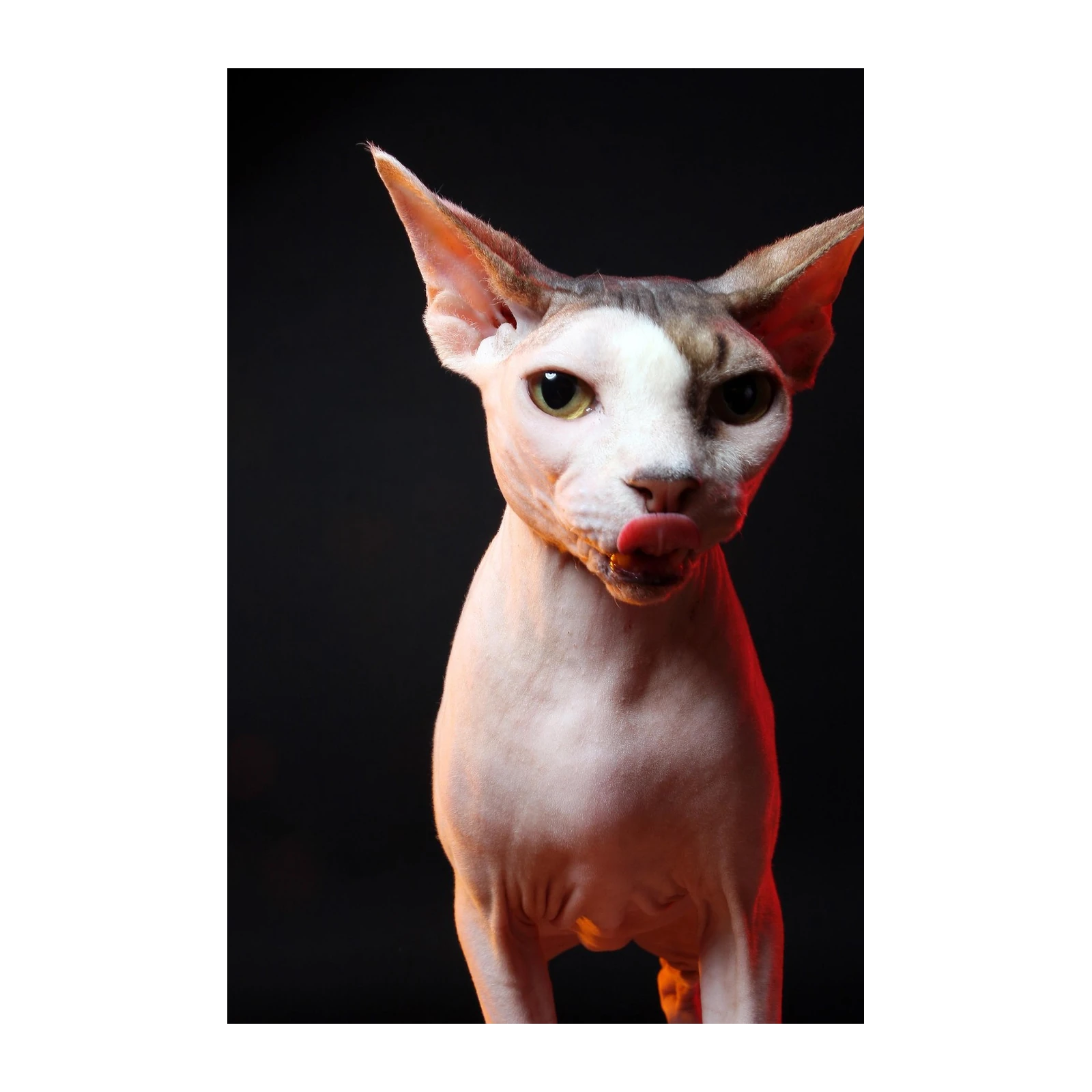 Charming Sphynx Cat Licking Lips Wall Art