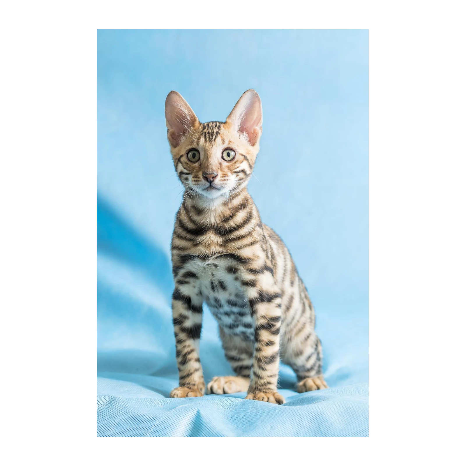 Adorable Bengal Kitten Portrait Wall Art