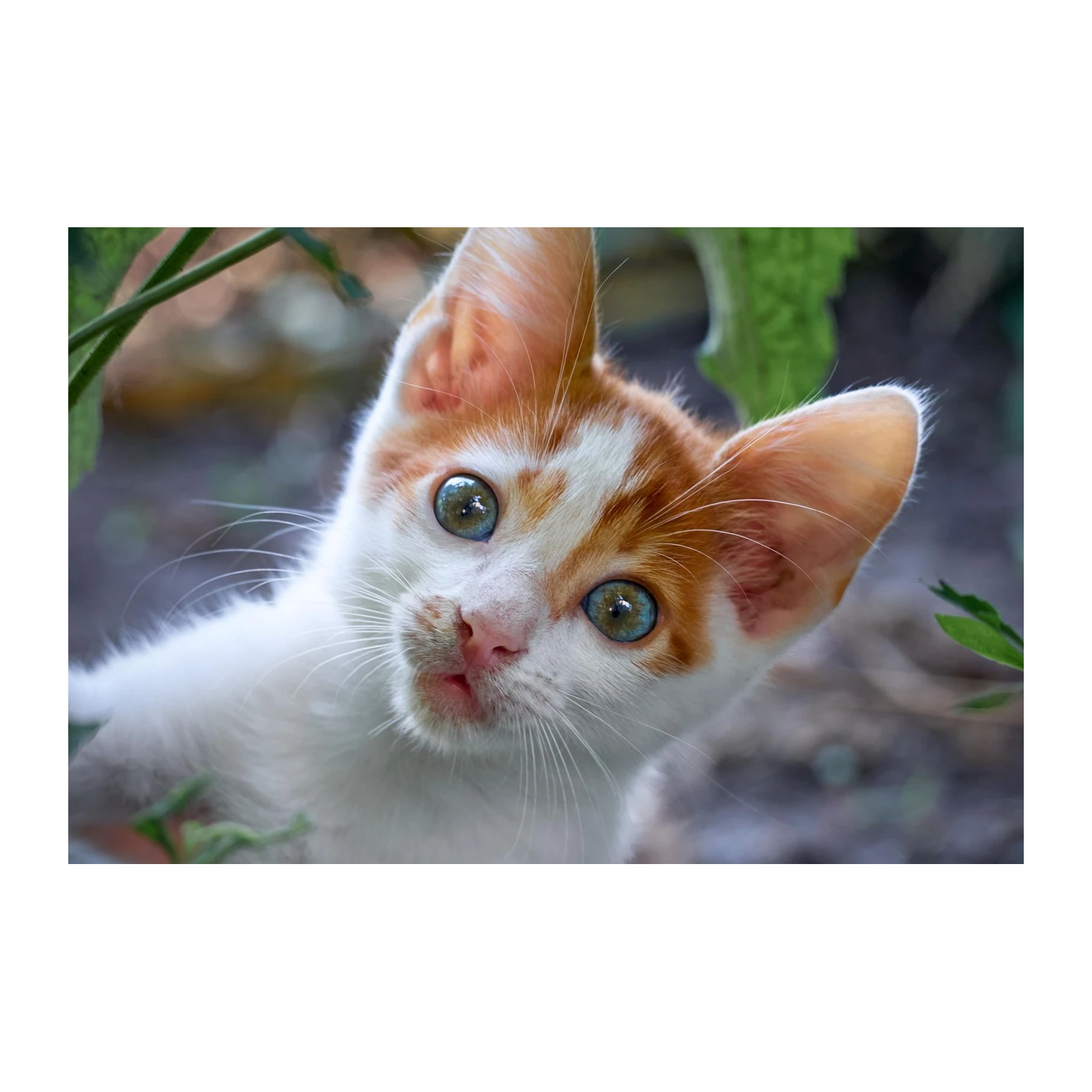 Adorable Kitten with Blue Eyes Wall Art